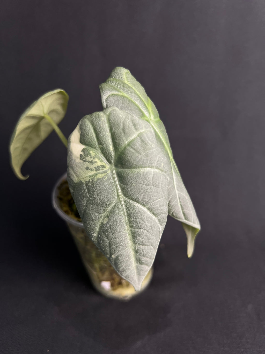 Alocasia 'Maharani' Albo Variegata #1