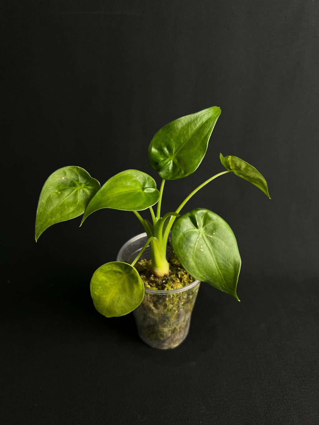 Alocasia Cucullata #1