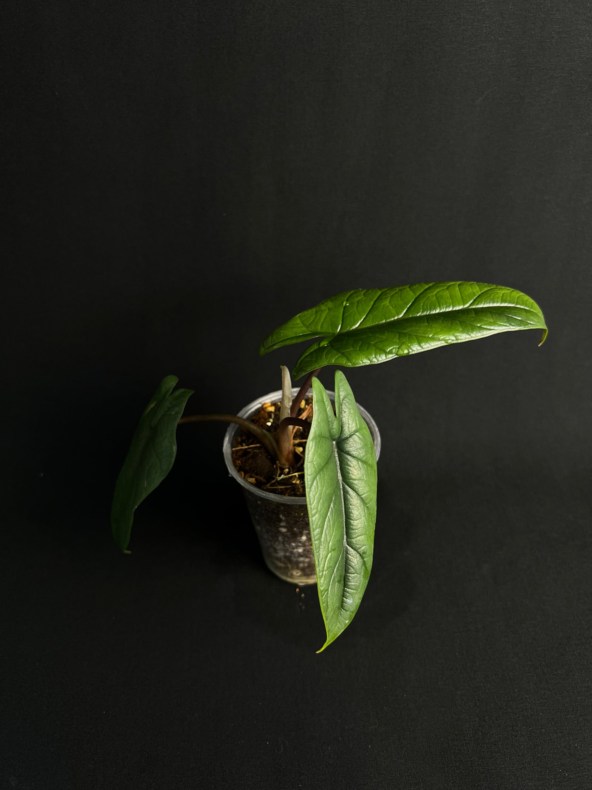 Alocasia Scalprum #1