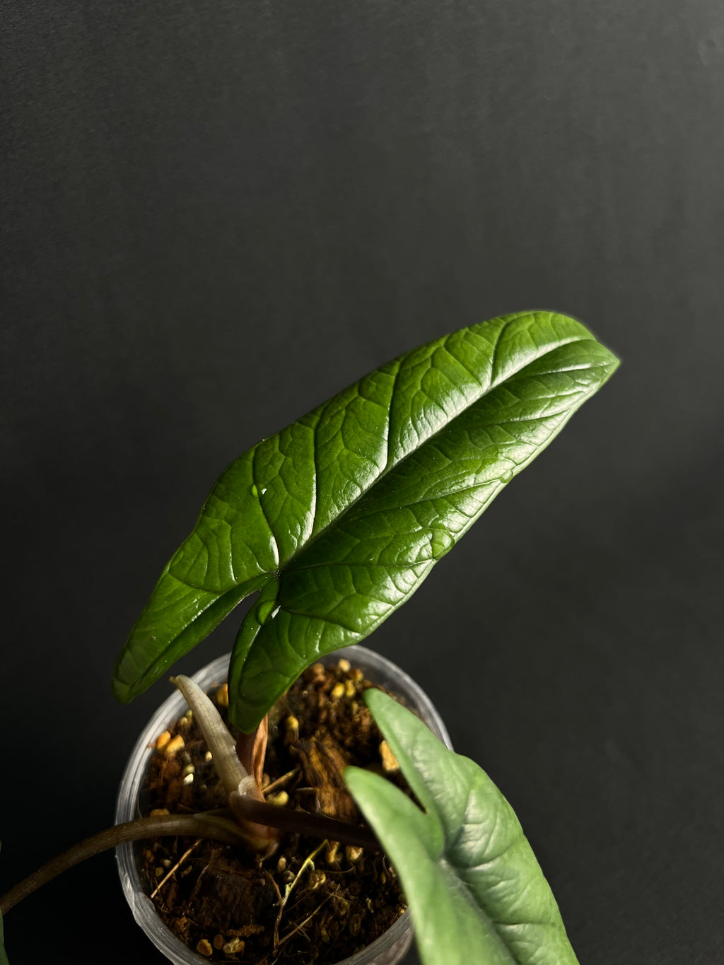 Alocasia Scalprum #1