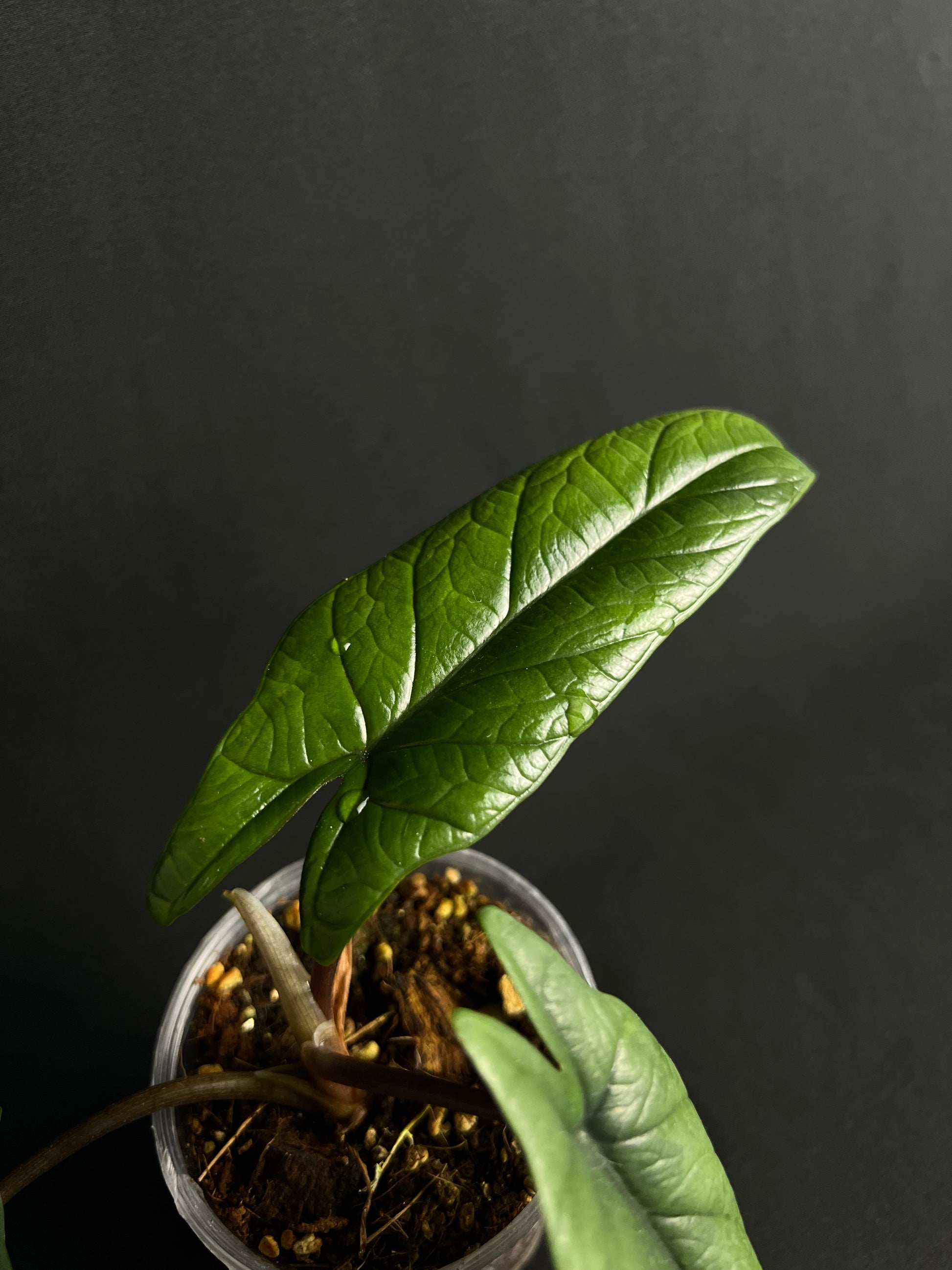 Alocasia Scalprum #1