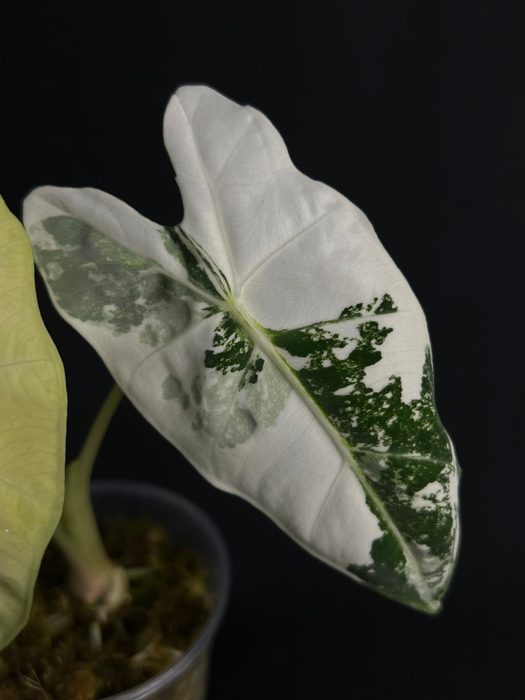 Alocasia Micholitziana 'Frydek' Variegata #4