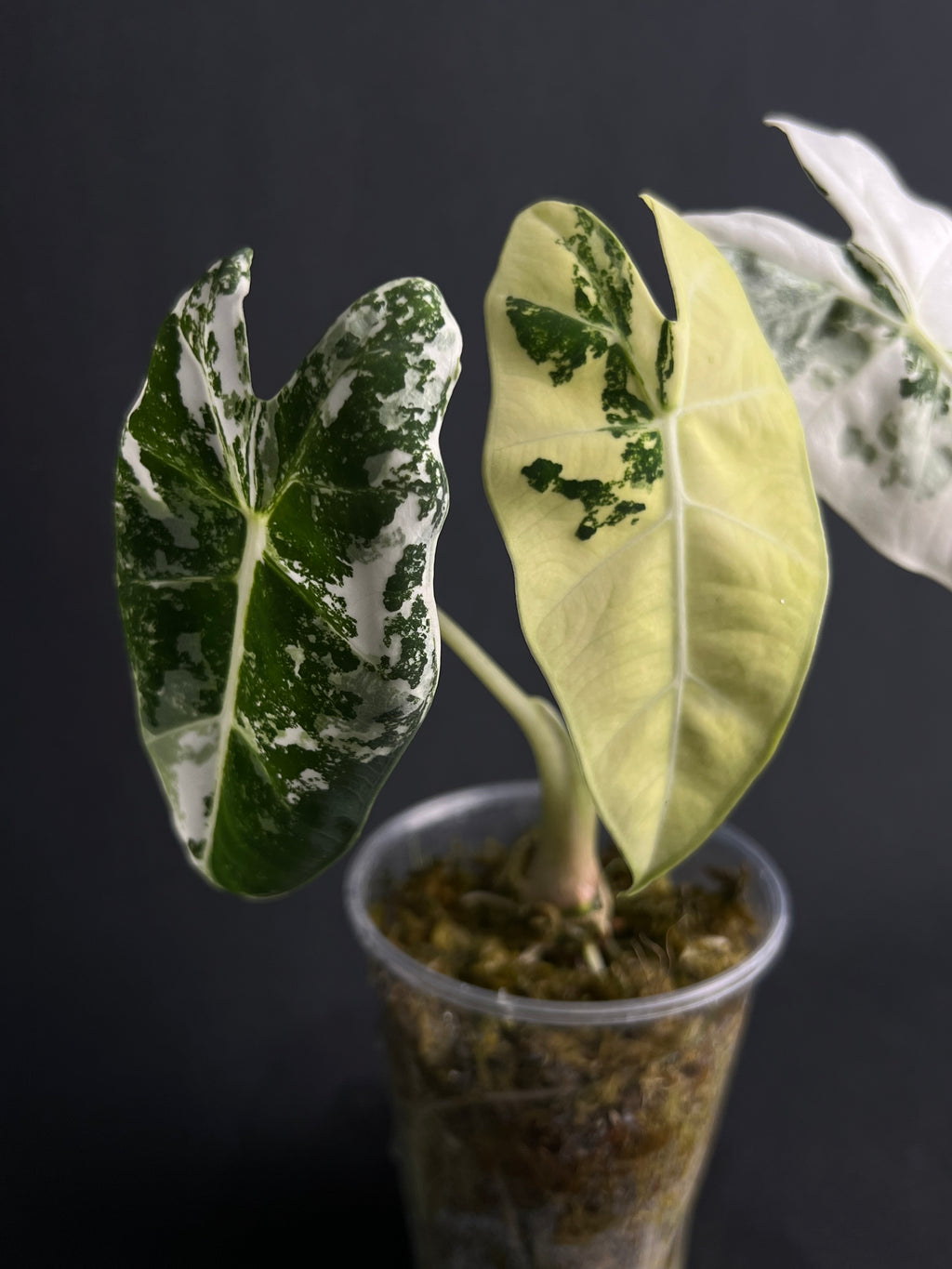 Alocasia Micholitziana 'Frydek' Variegata #4