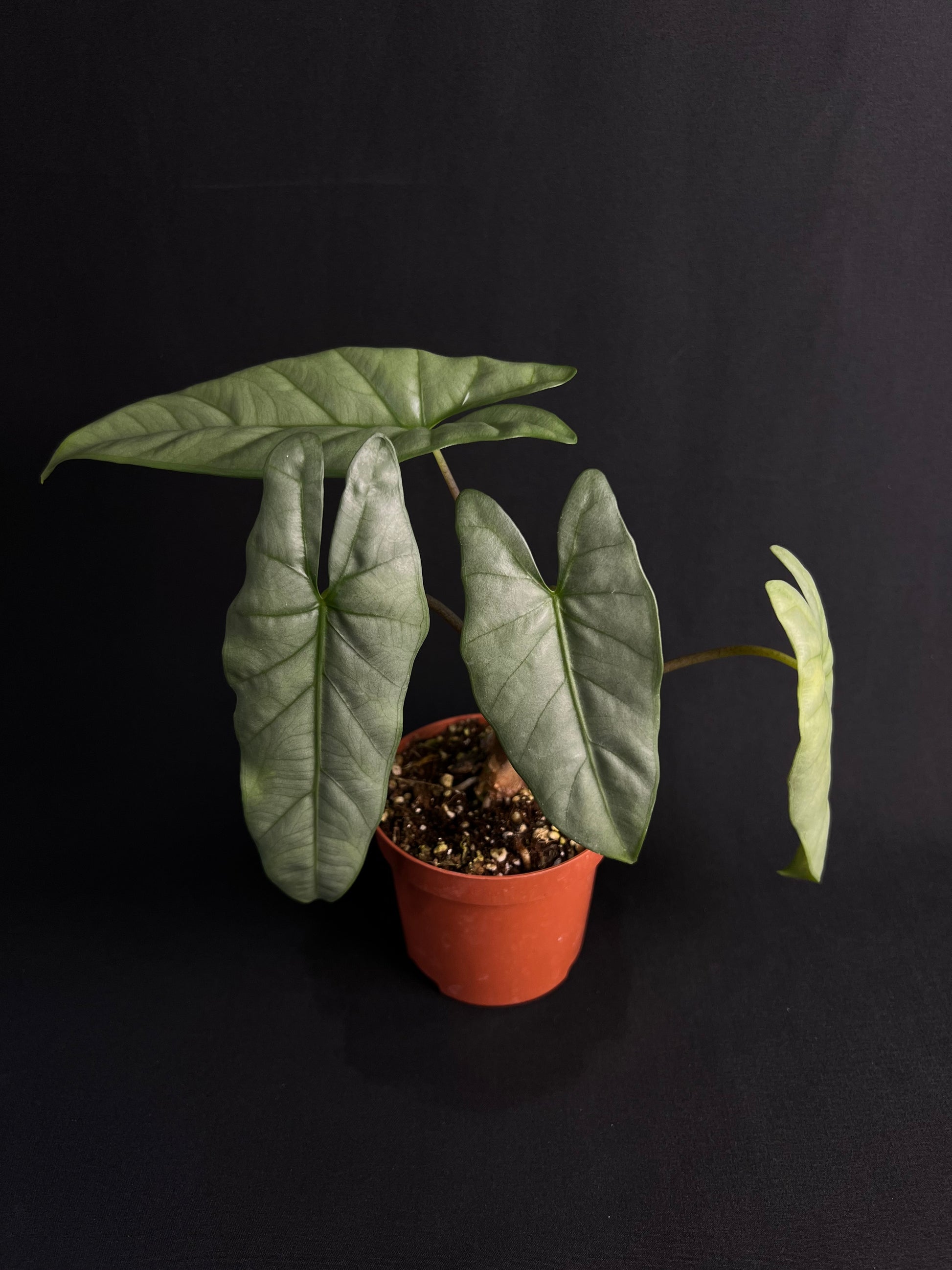 Alocasia Corazon #1
