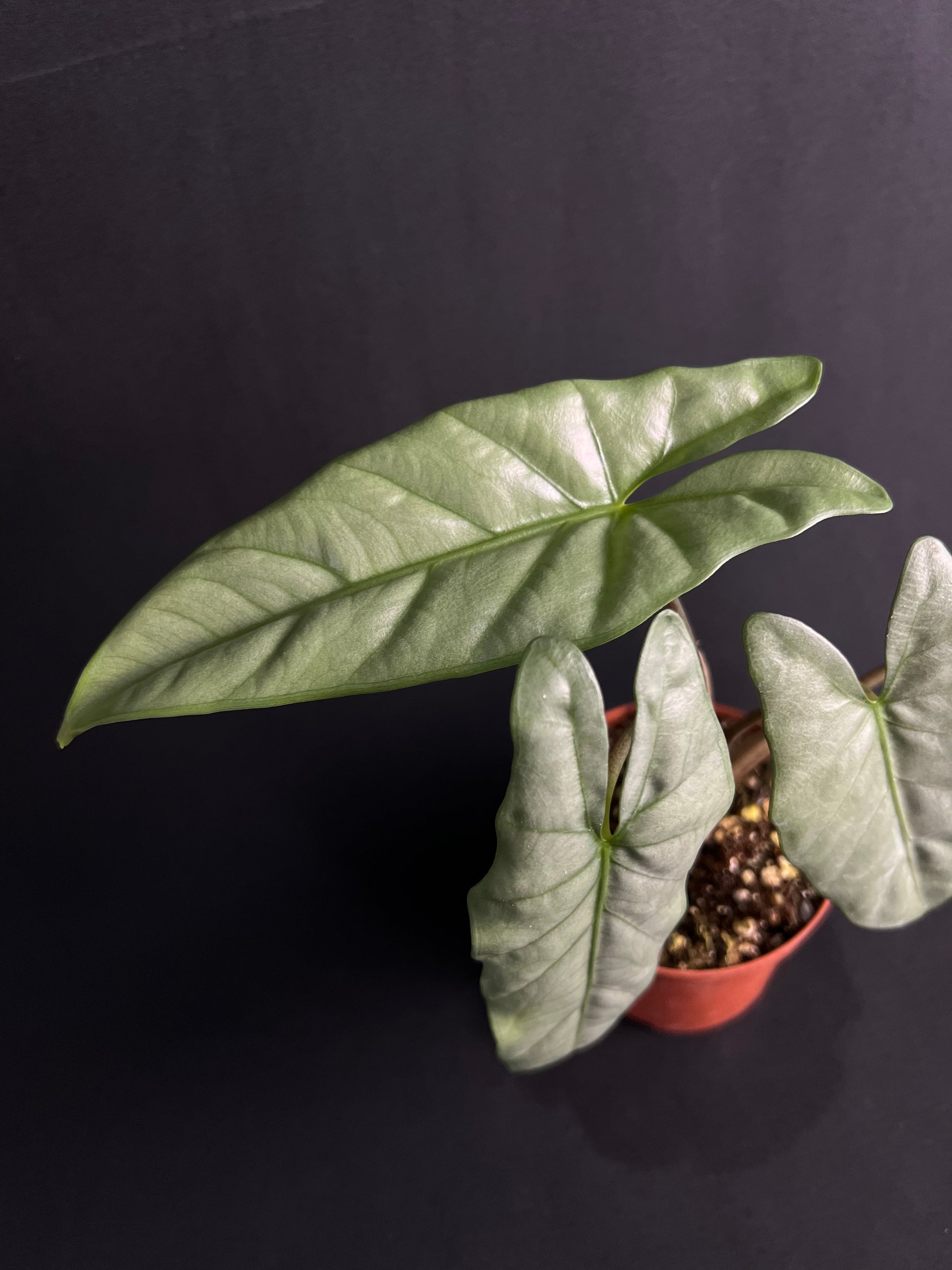 Alocasia Corazon #1