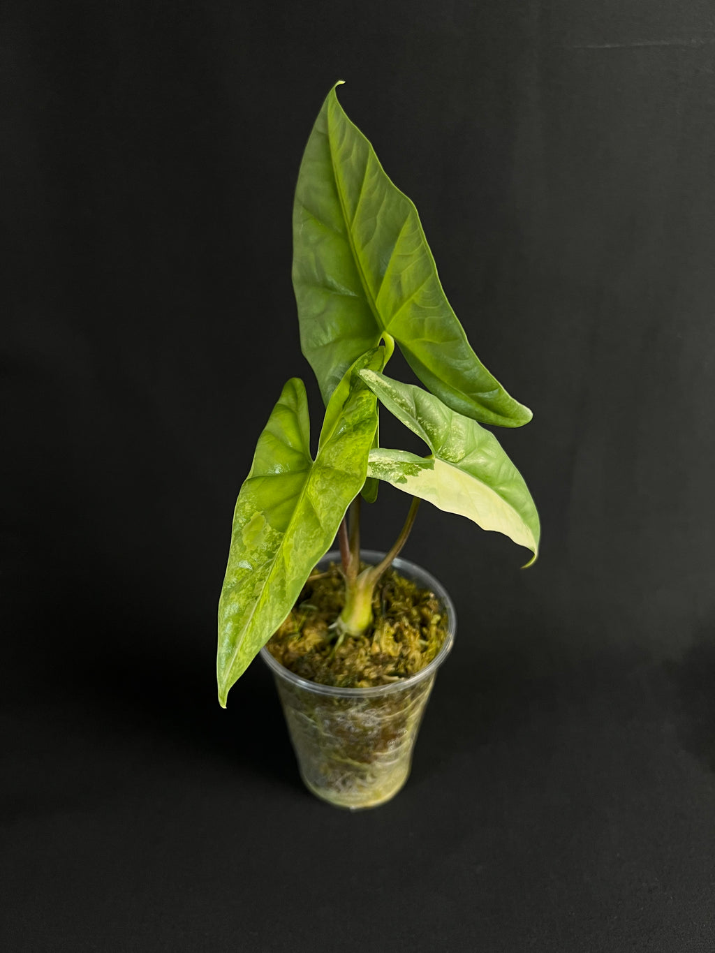 Alocasia 'Simpo' Aurea Variegata #1