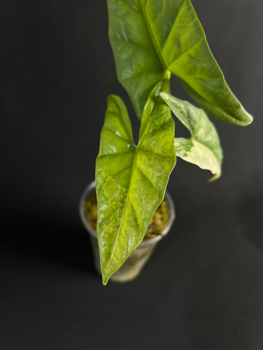 Alocasia 'Simpo' Aurea Variegata #1