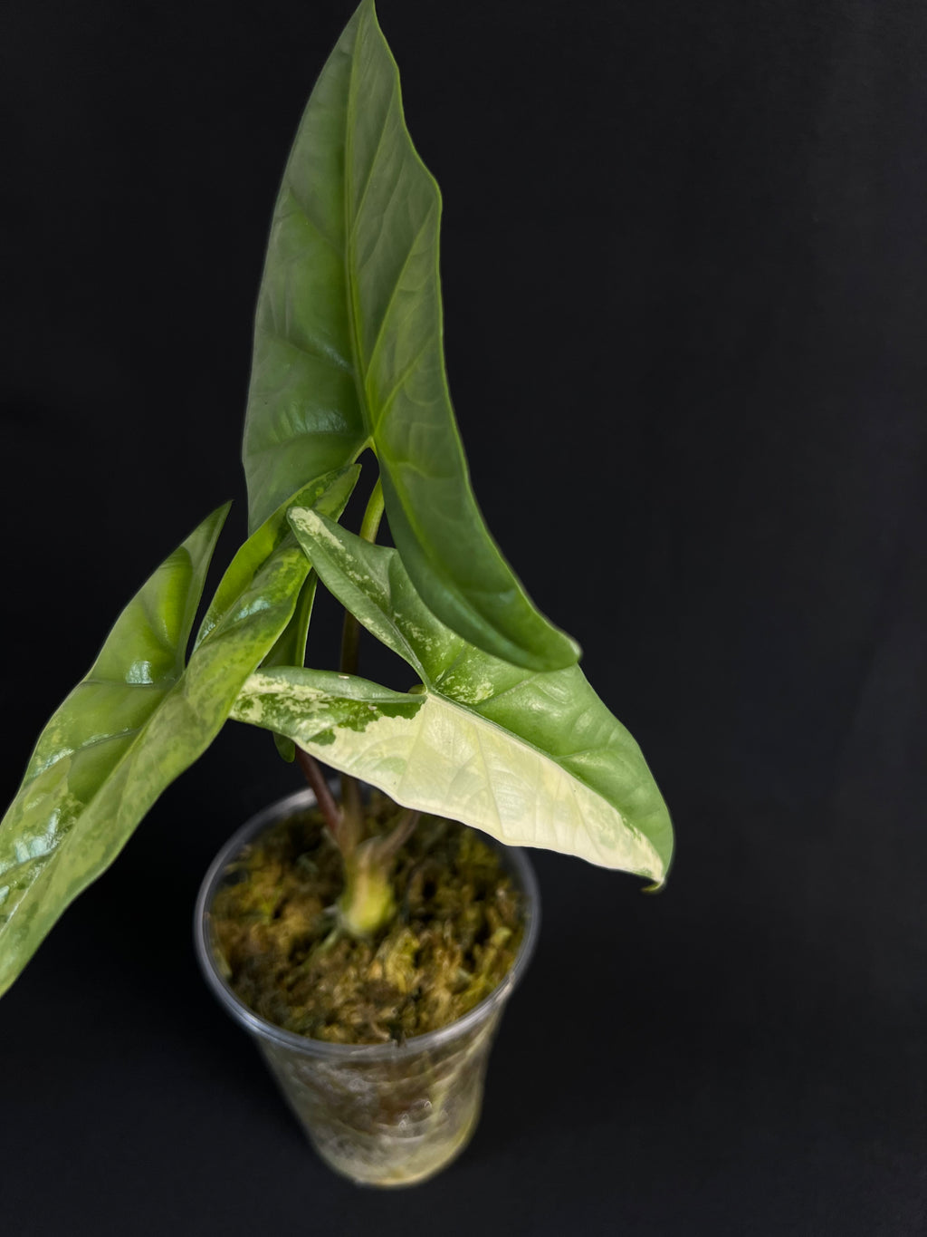 Alocasia 'Simpo' Aurea Variegata #1