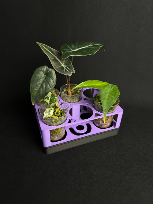GrowSet - Klein 6er