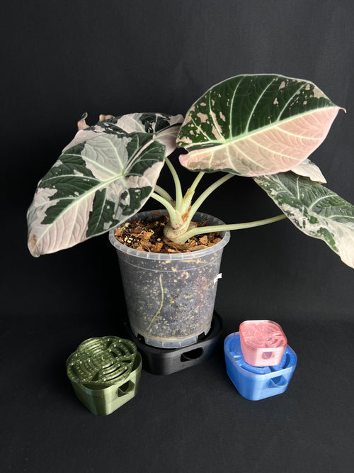AquaNest self-service pots