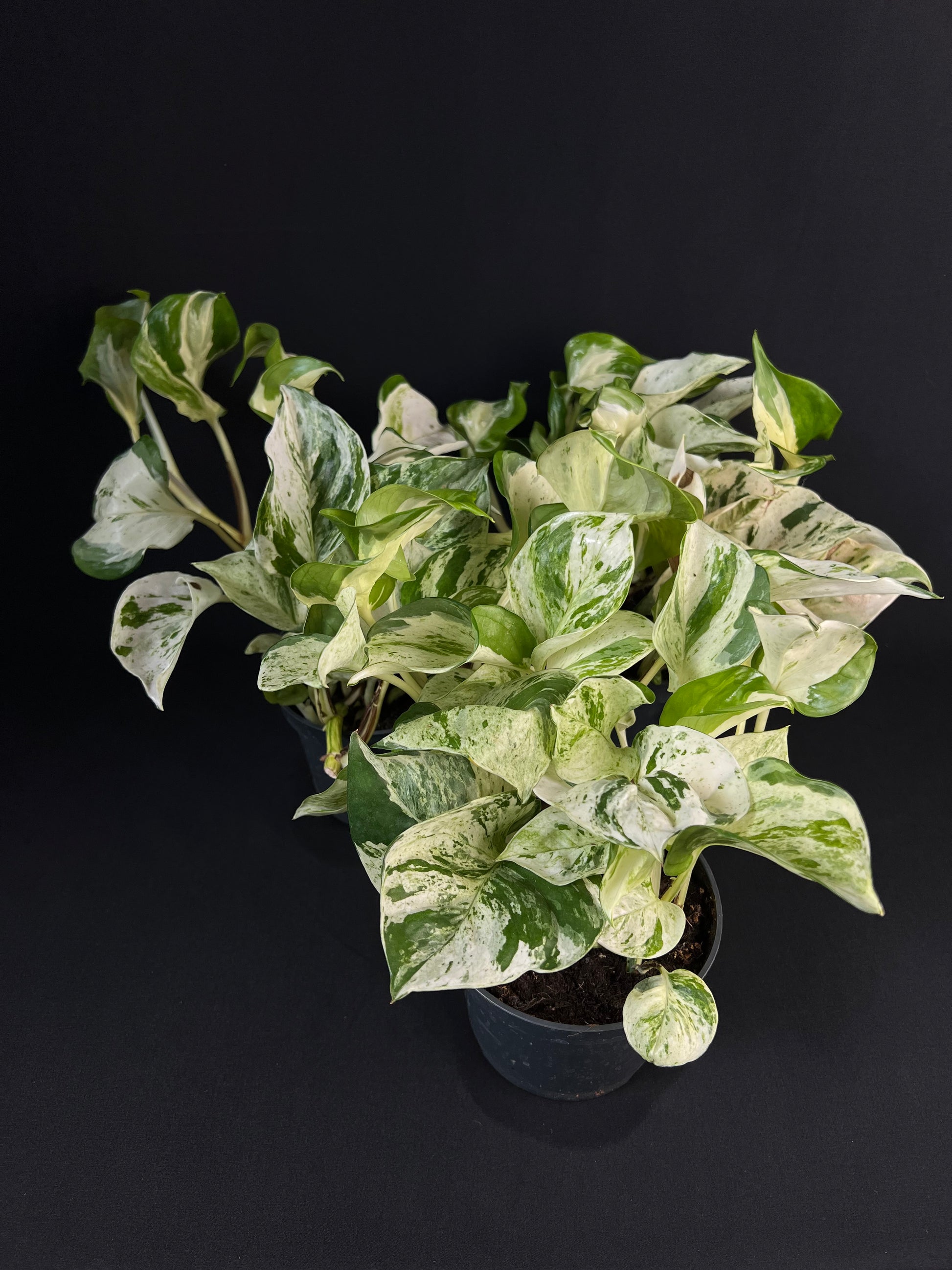 Epipremnum pinnatum 'Happy Leaf'