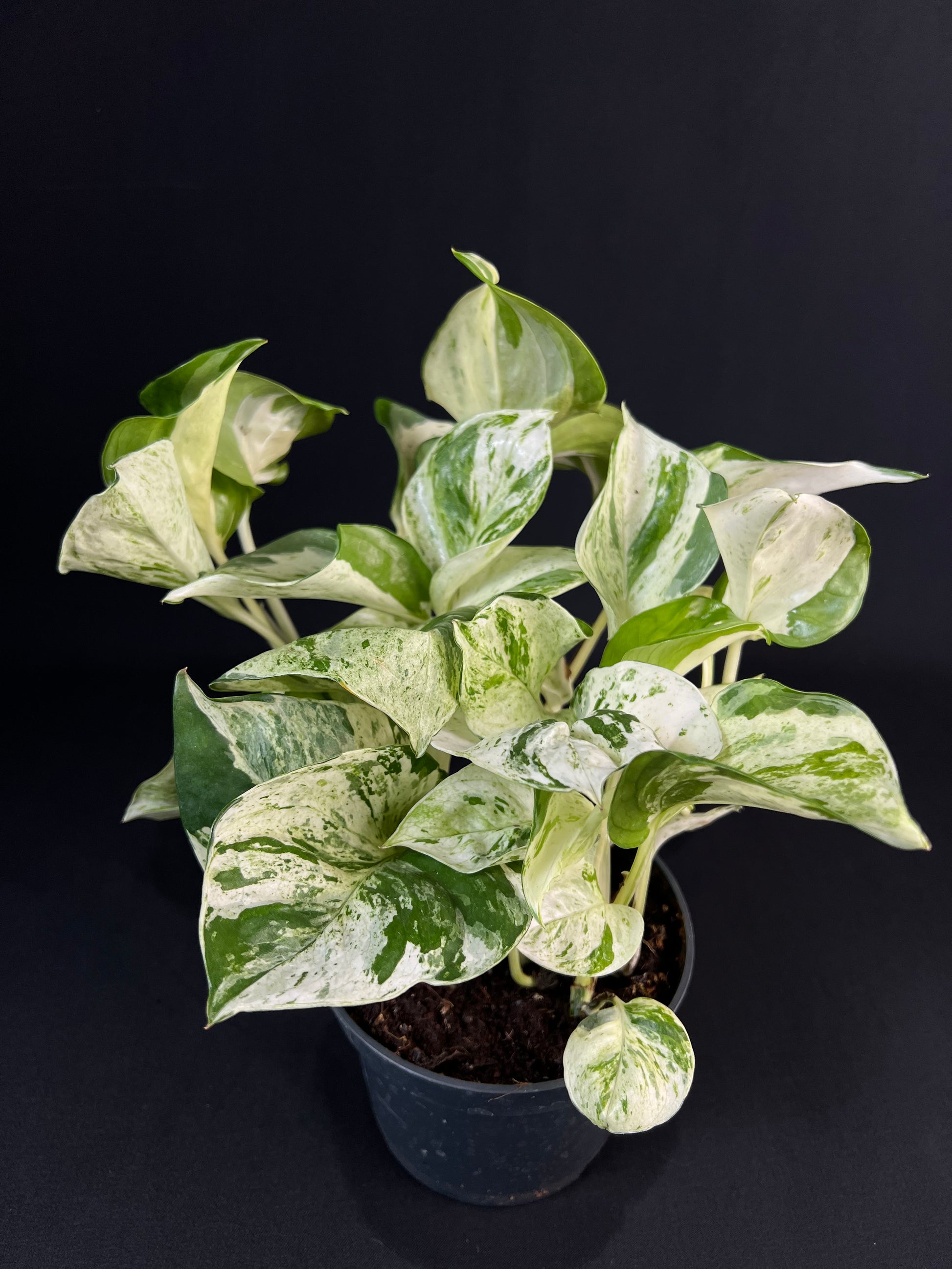 Epipremnum pinnatum 'Happy Leaf'