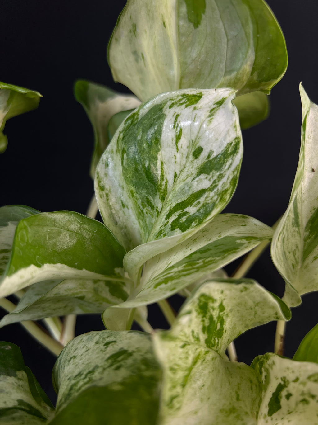 Epipremnum pinnatum 'Happy Leaf'