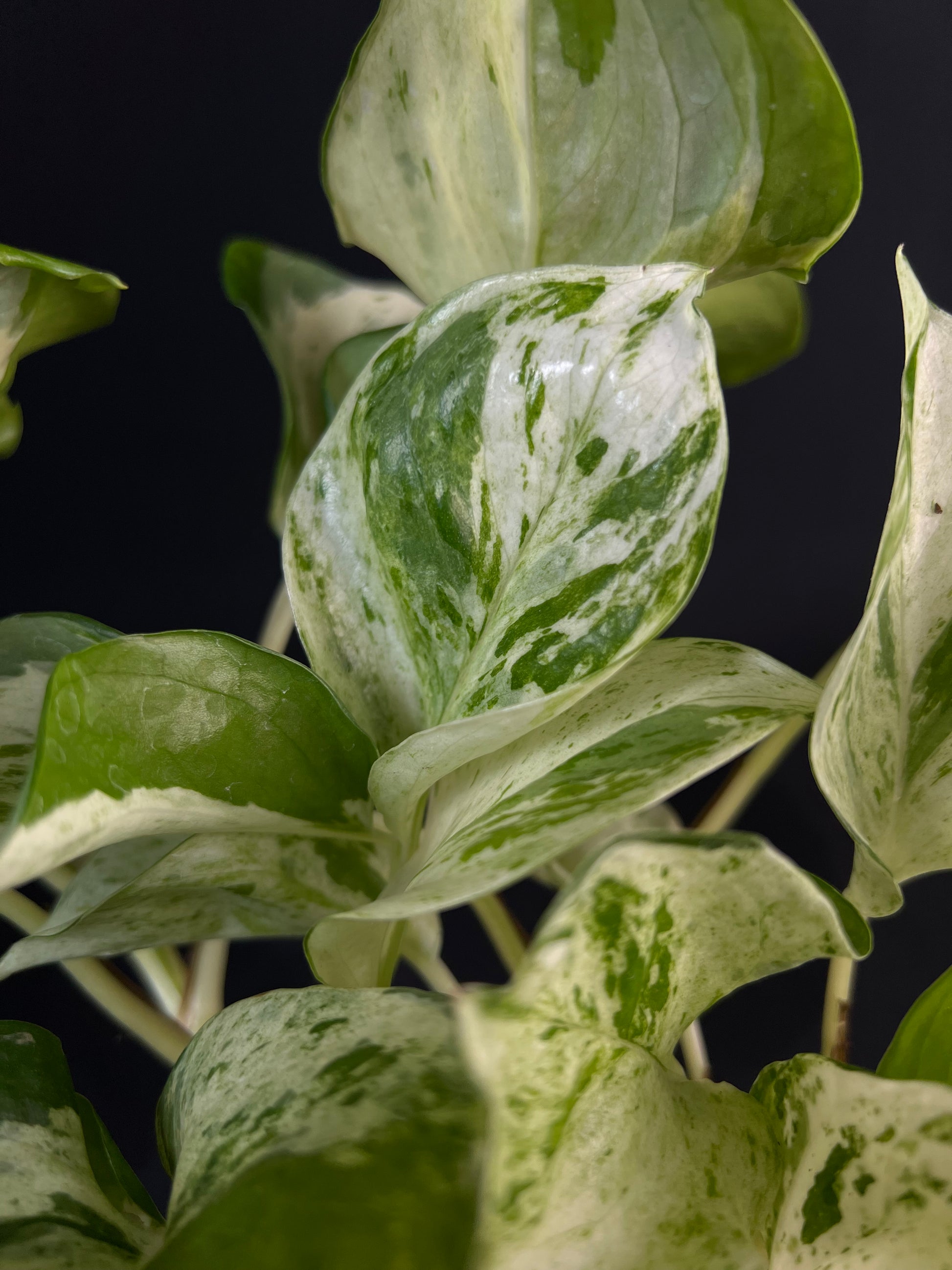 Epipremnum pinnatum 'Happy Leaf'