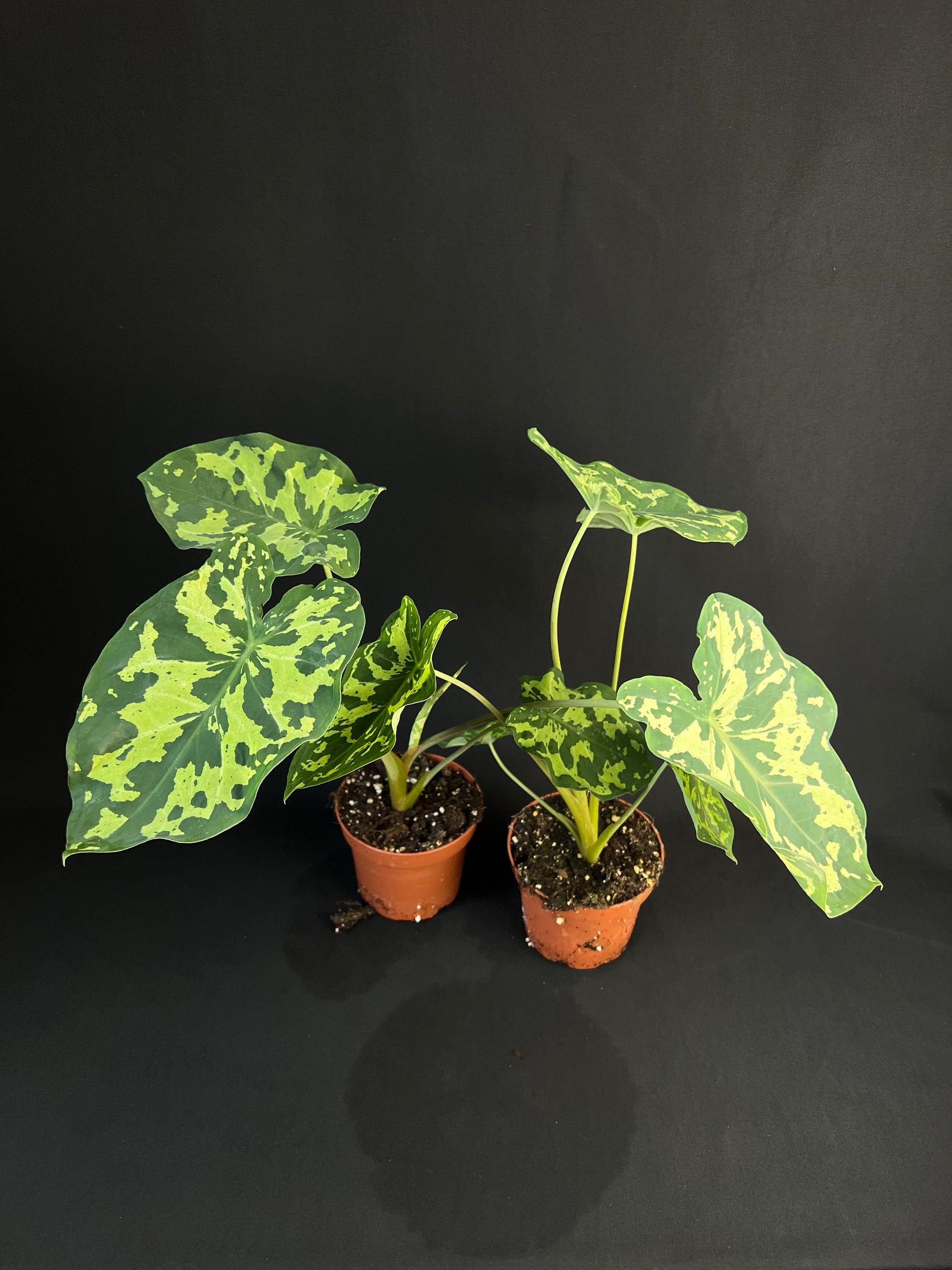 Caladium praetermissum 'Hilo Beauty'