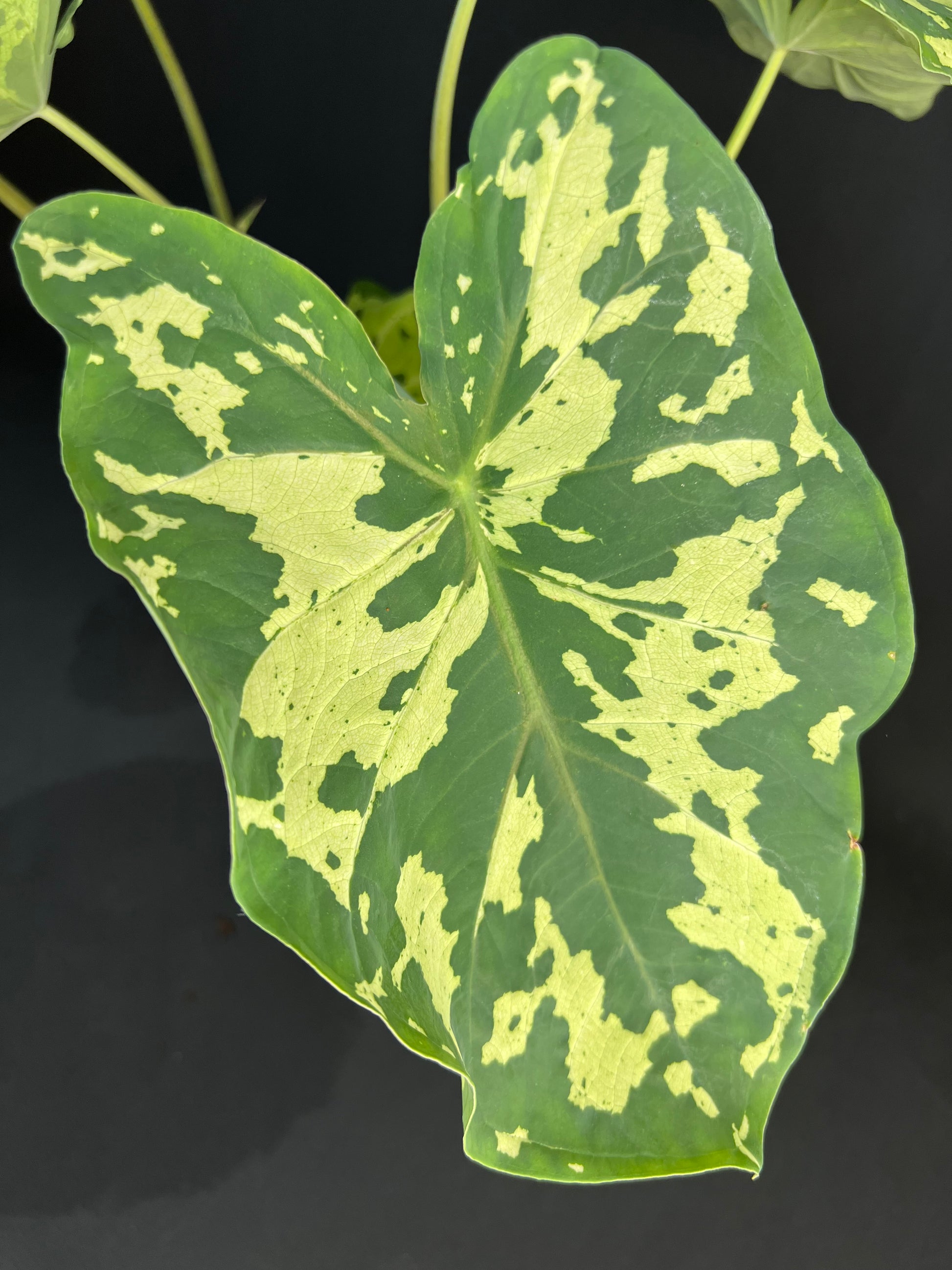 Caladium praetermissum 'Hilo Beauty'