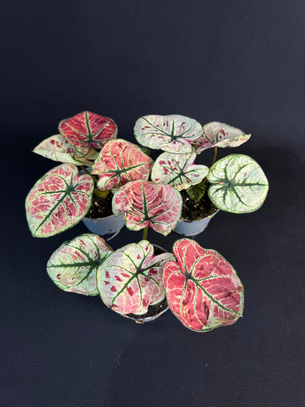 Caladium 'Kelly'