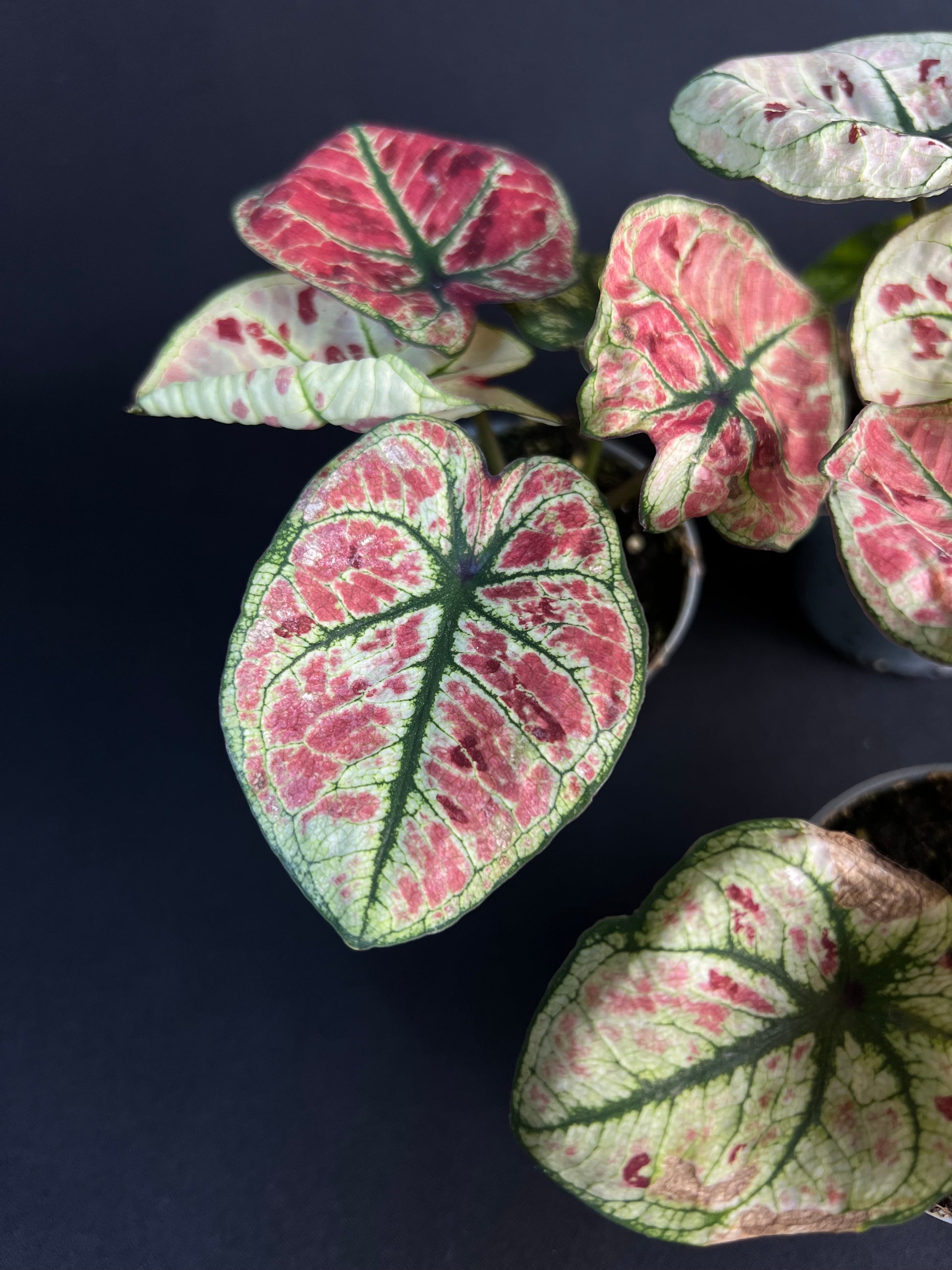 Caladium 'Kelly'