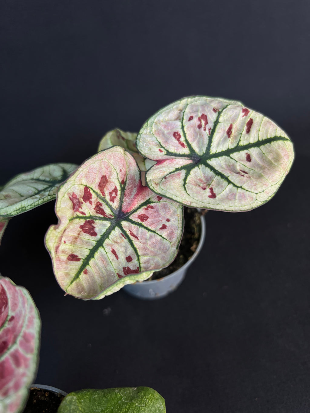 Caladium 'Kelly'