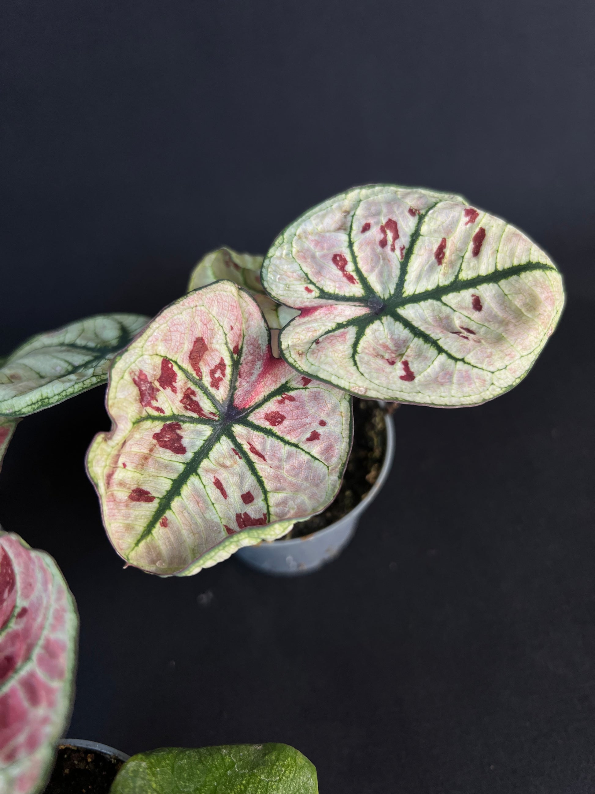 Caladium 'Kelly'
