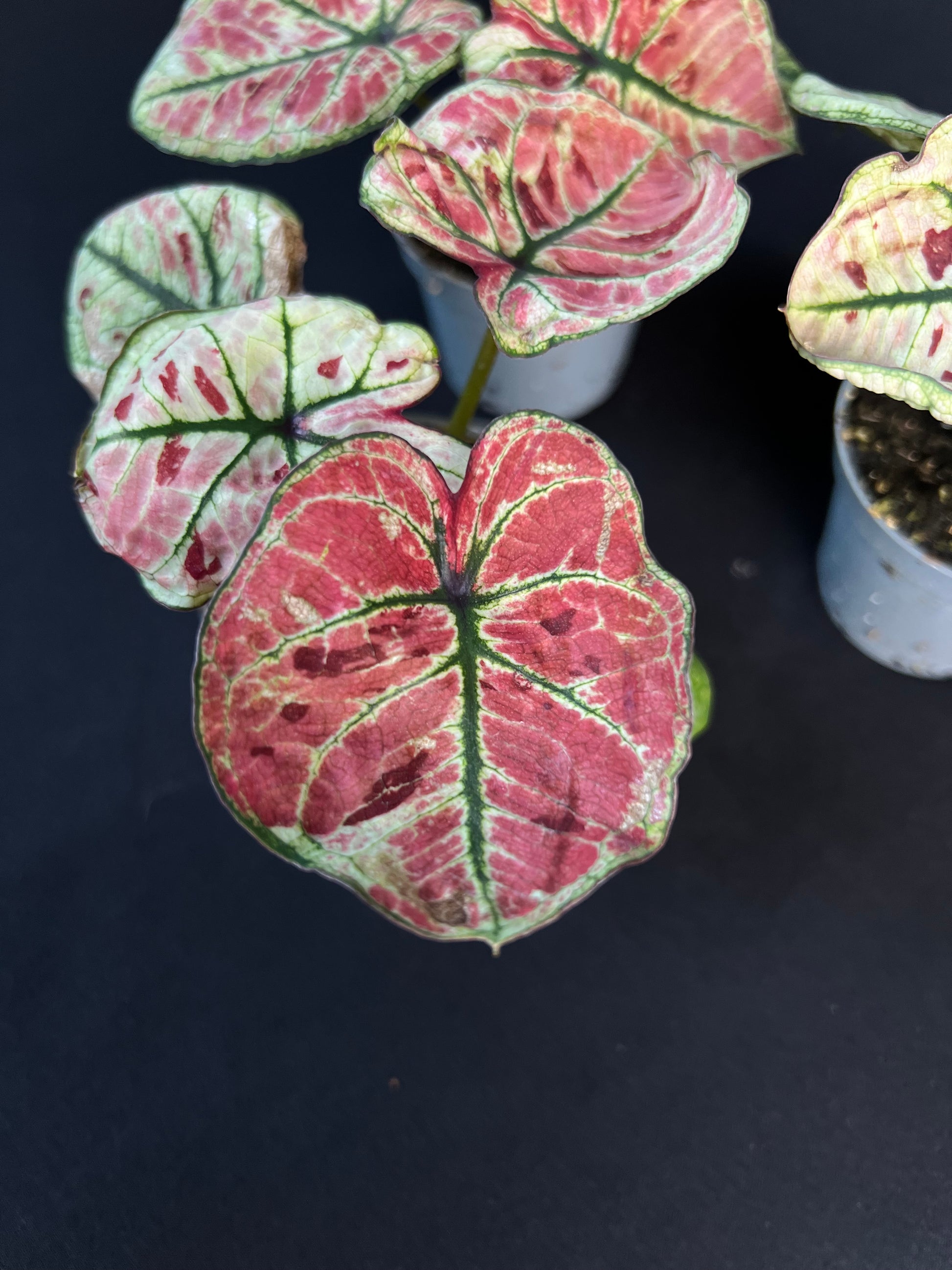 Caladium 'Kelly'