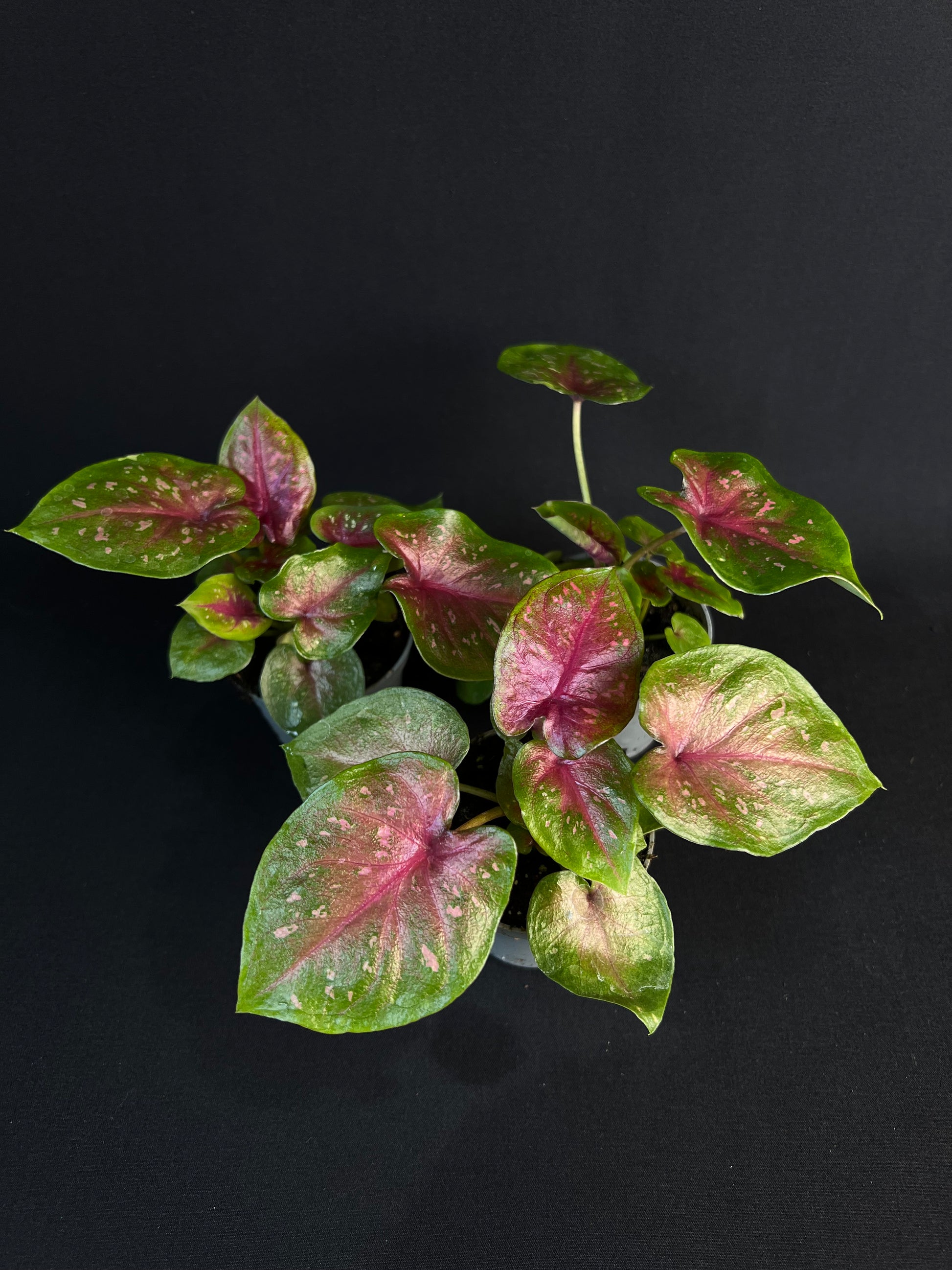 Caladium 'Autumn Beauty'