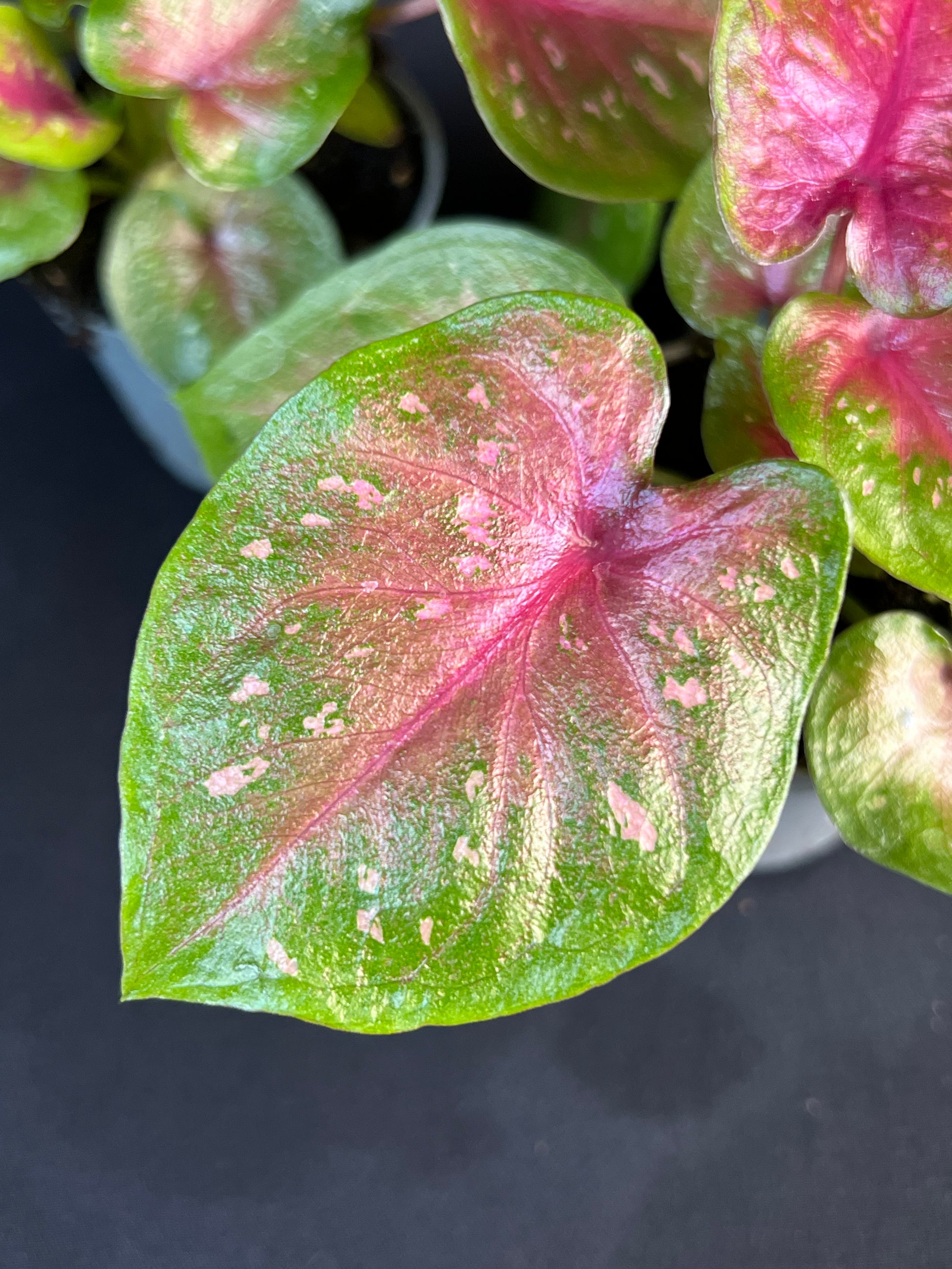 Caladium 'Autumn Beauty'