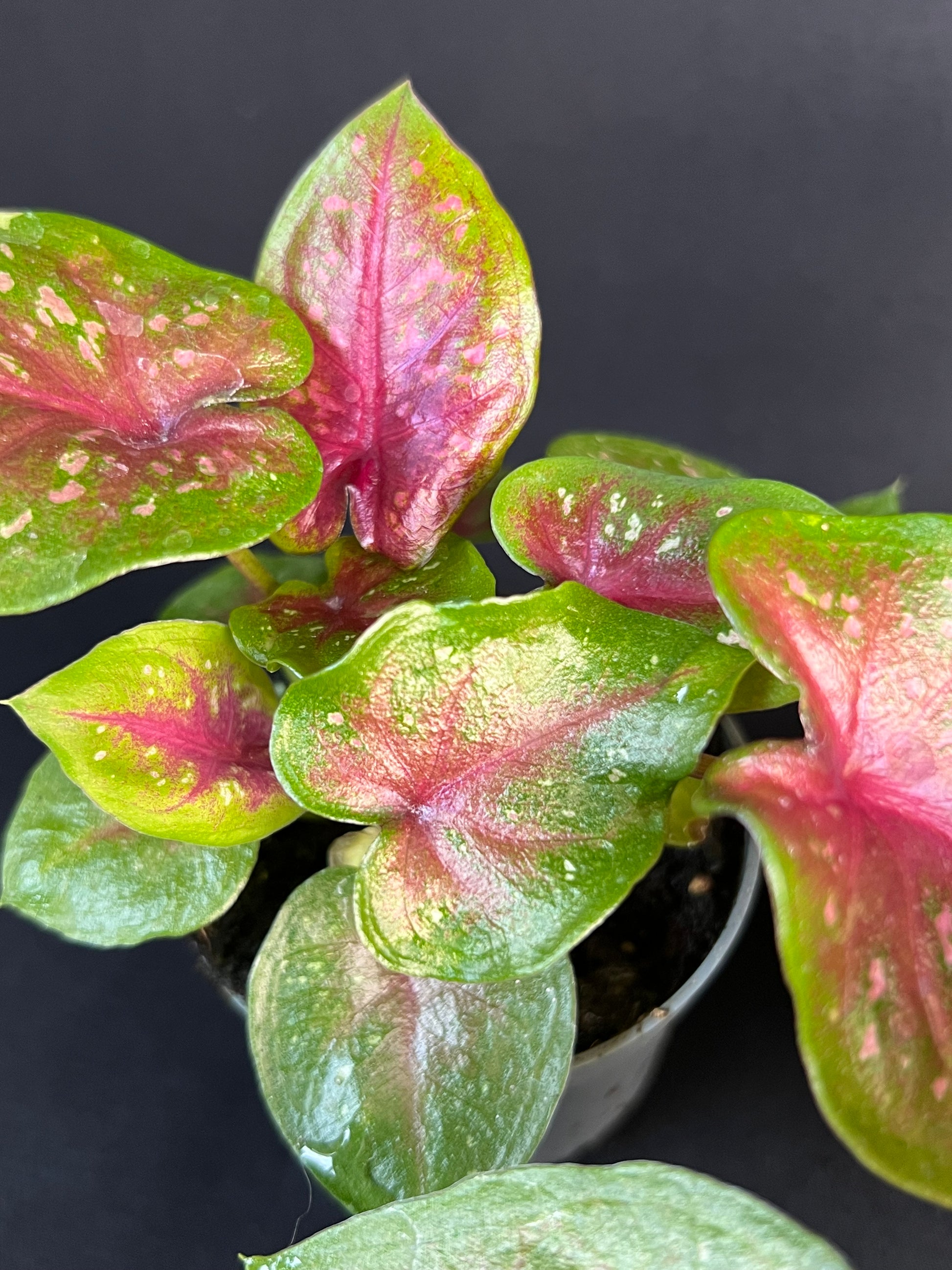 Caladium 'Autumn Beauty'
