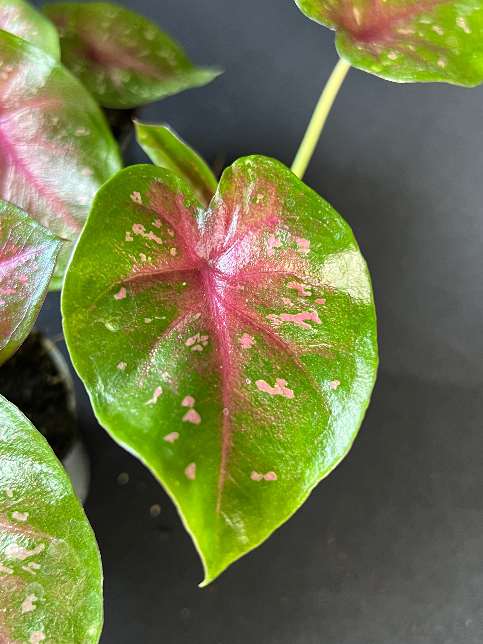 Caladium 'Autumn Beauty'
