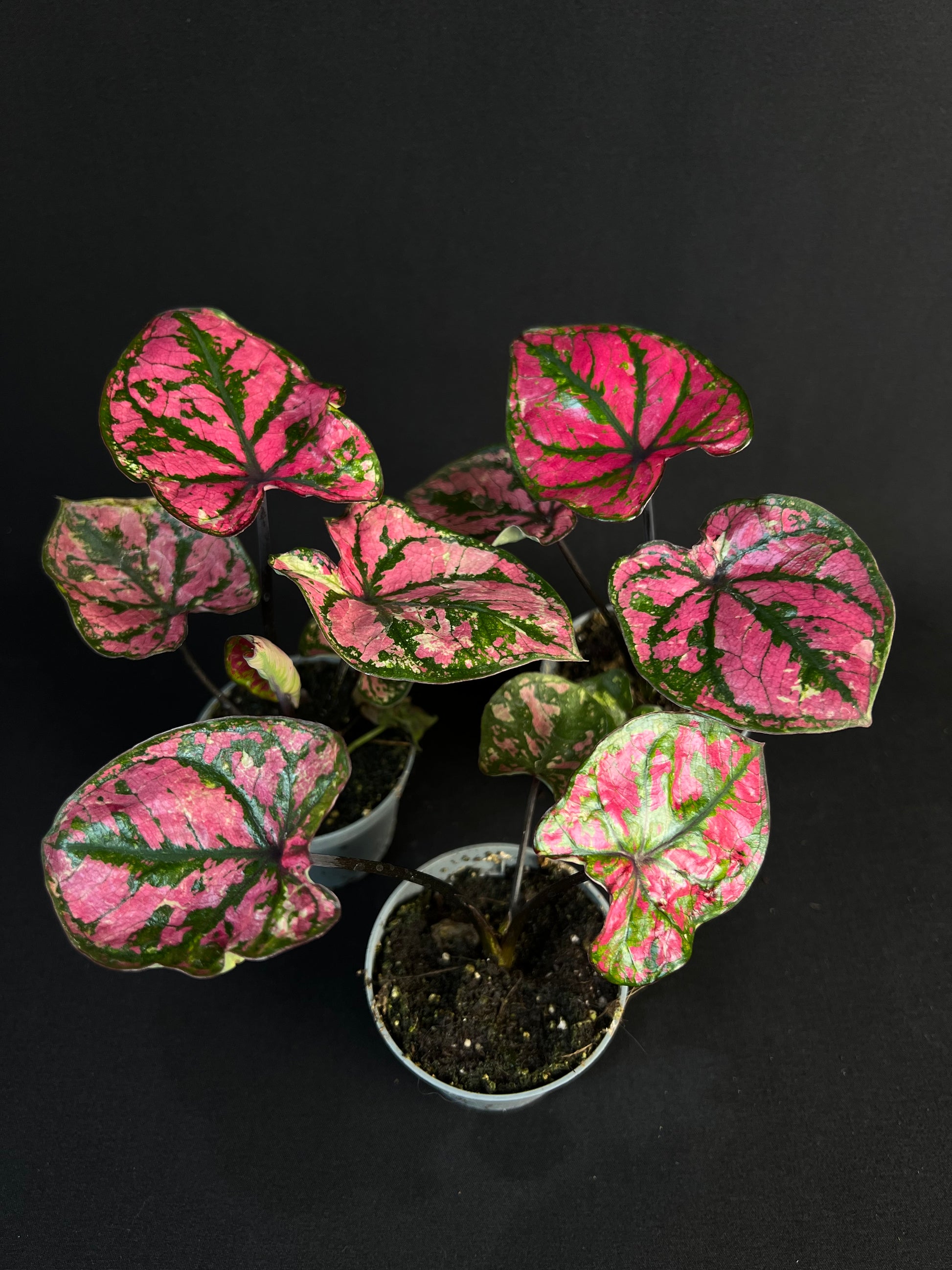 Caladium bicolor 'Purple Light'