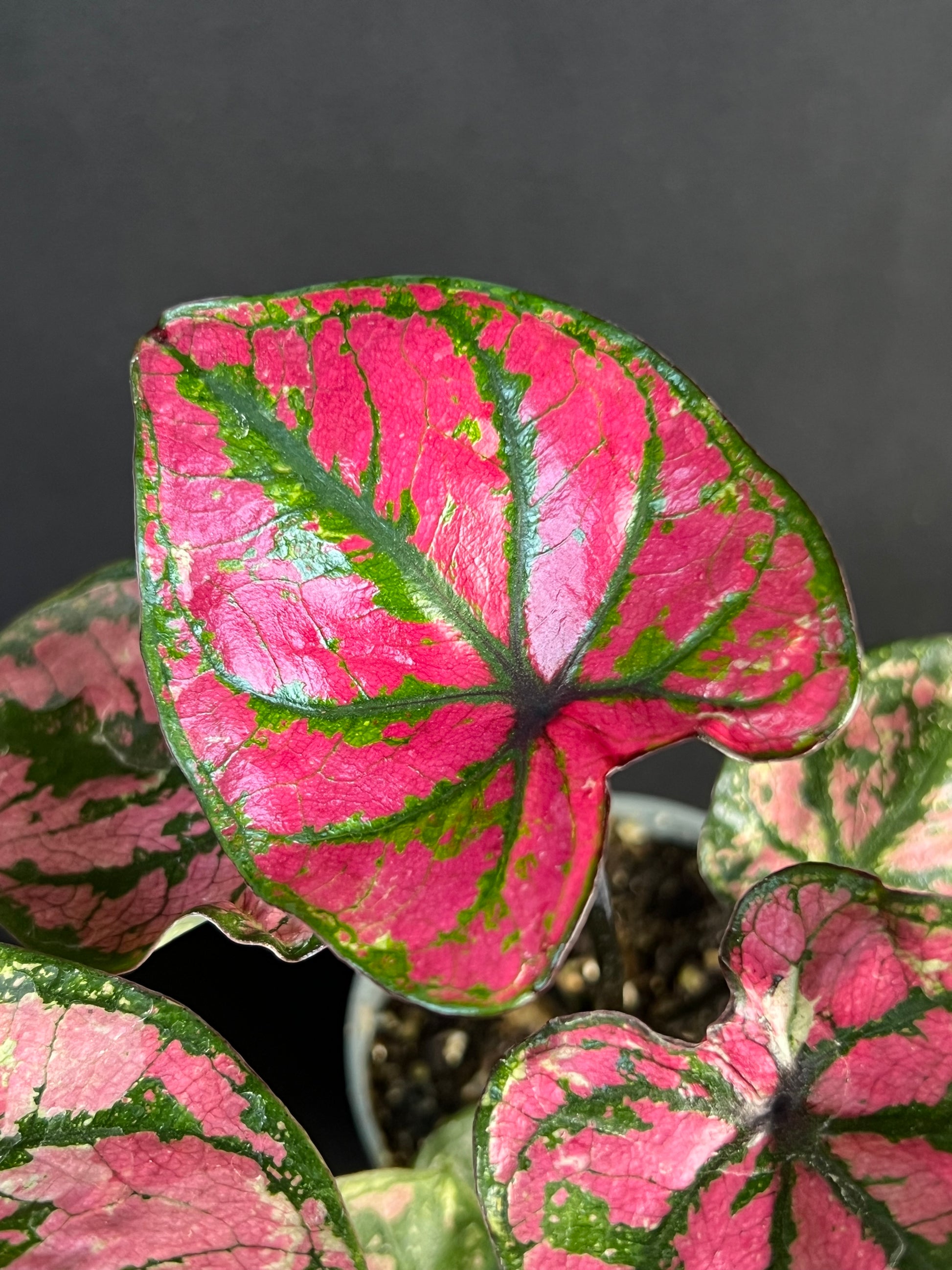 Caladium bicolor 'Purple Light'