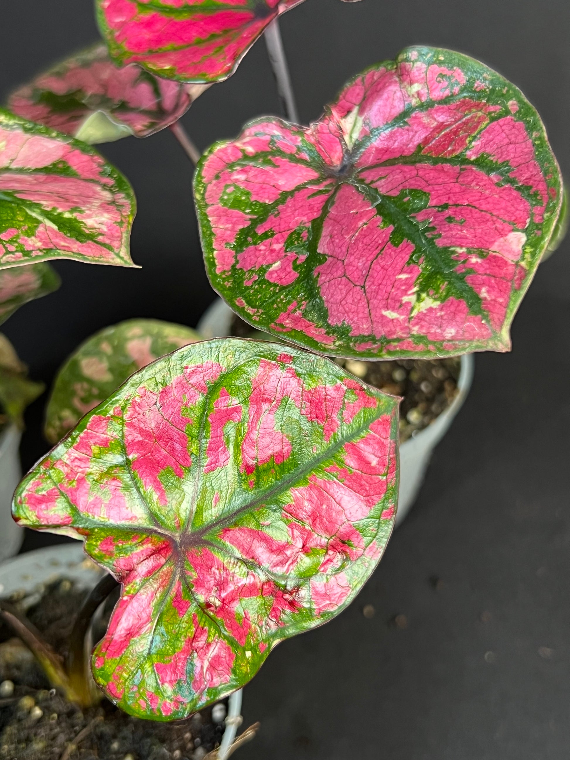 Caladium bicolor 'Purple Light'