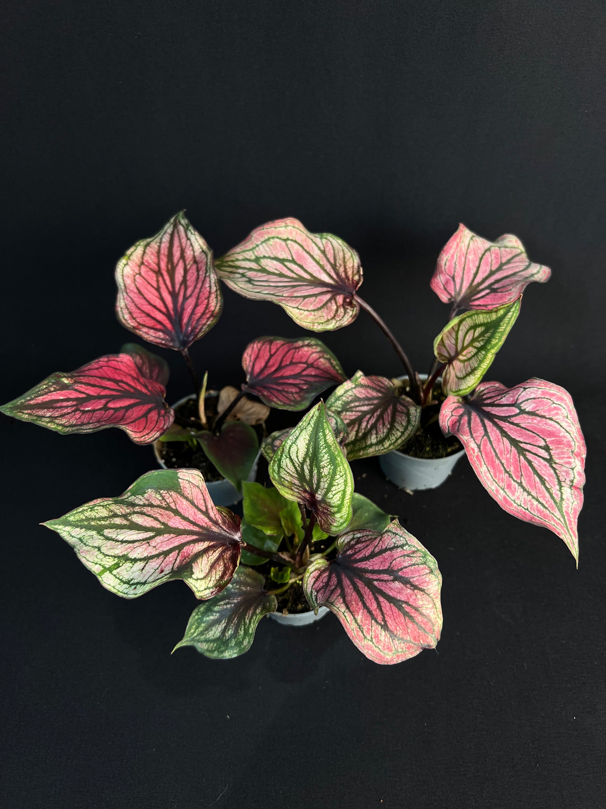 Caladium 'Lucia'