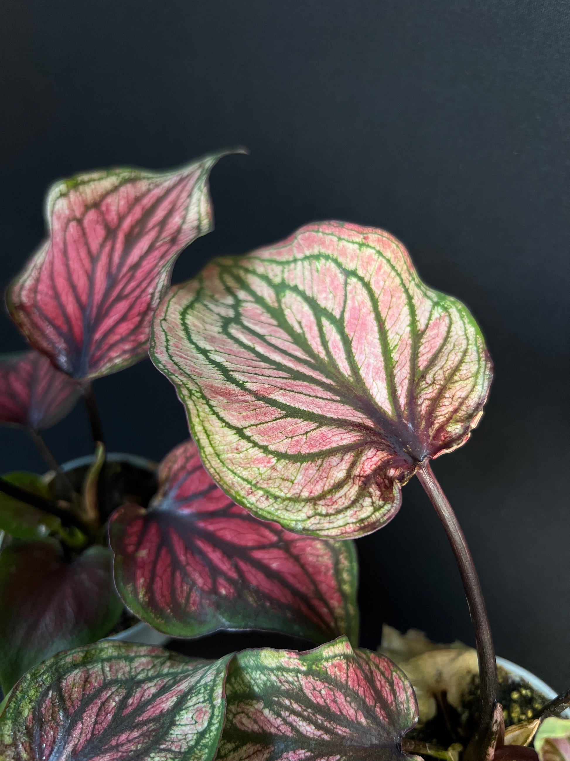 Caladium 'Lucia'