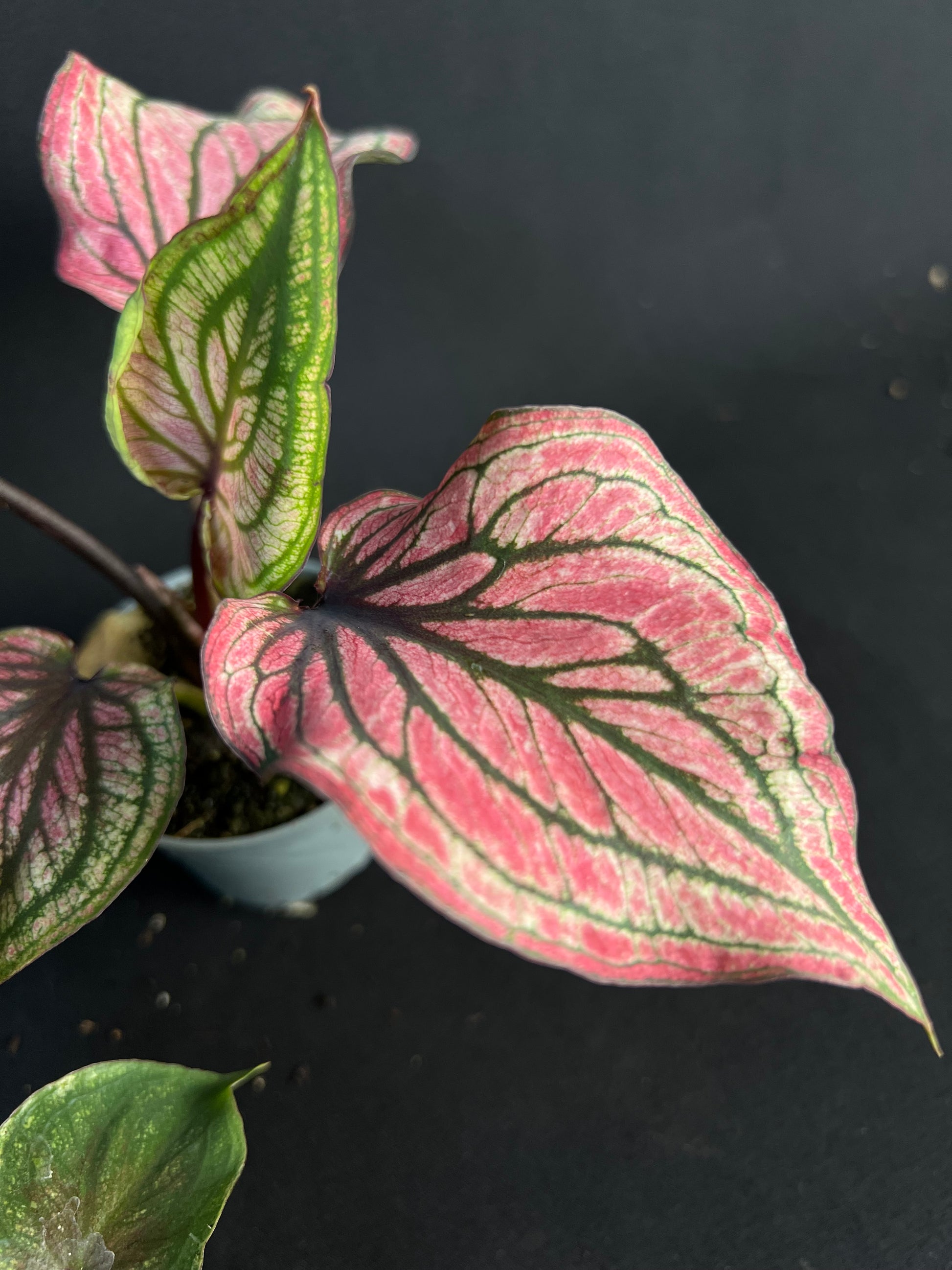 Caladium 'Lucia'