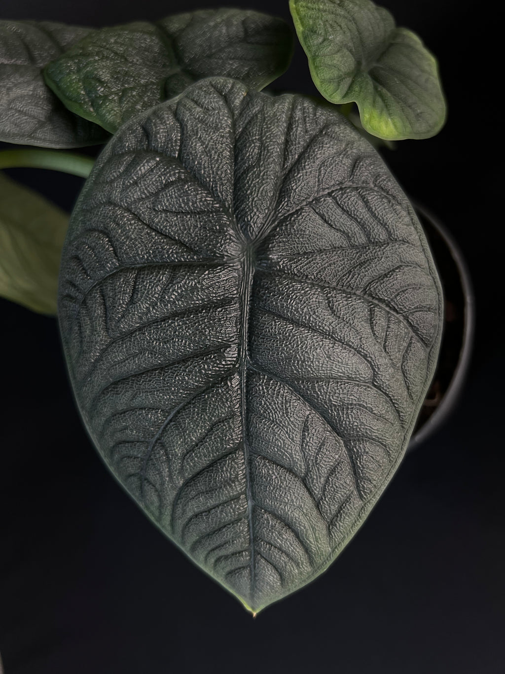 Plant template