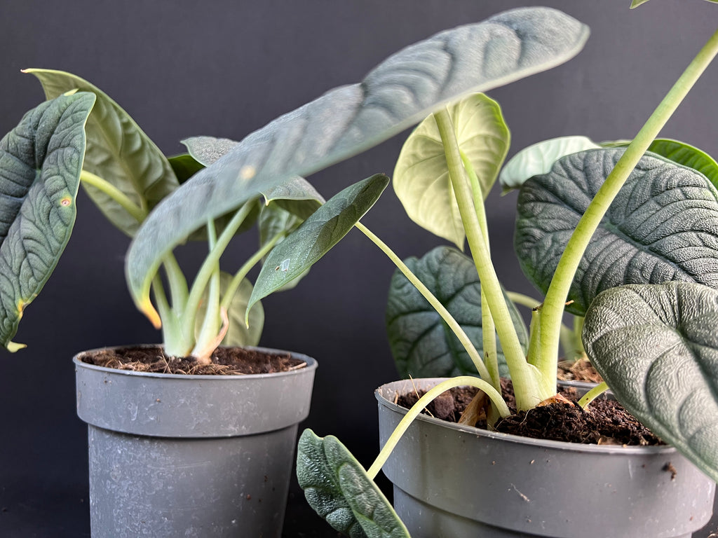 Plant template