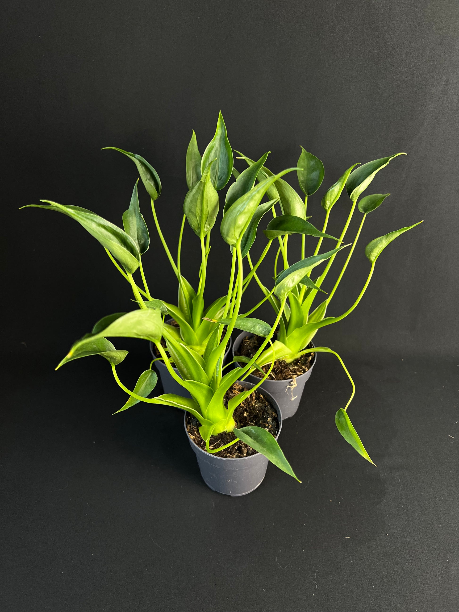 Alocasia 'Tiny Dancers'
