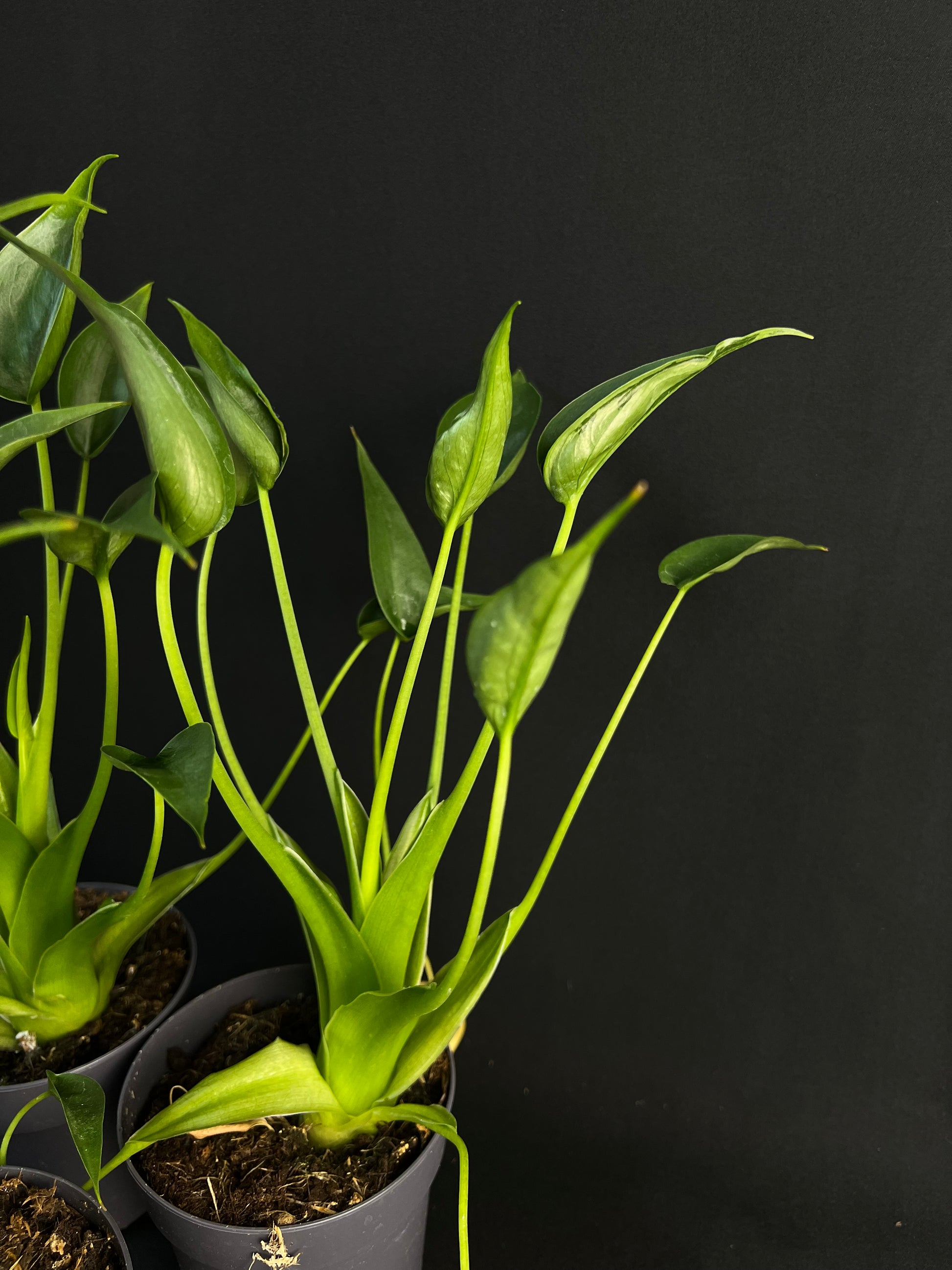 Alocasia 'Tiny Dancers'