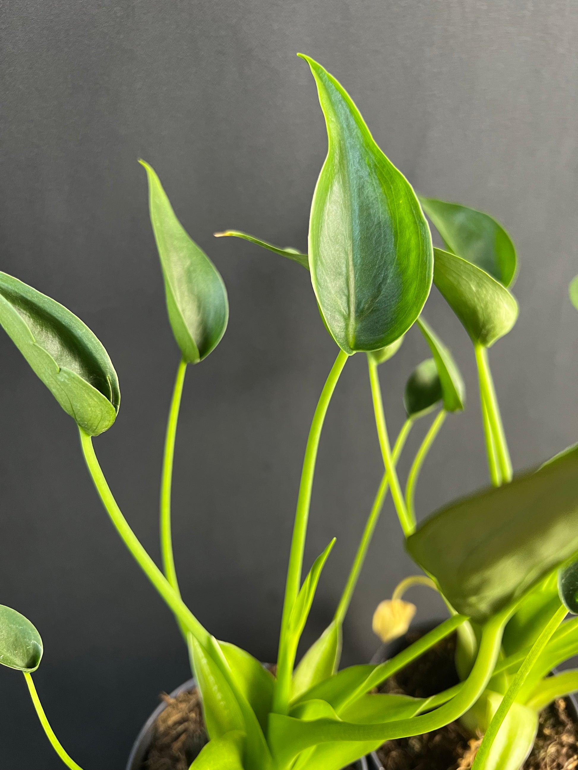 Alocasia 'Tiny Dancers'