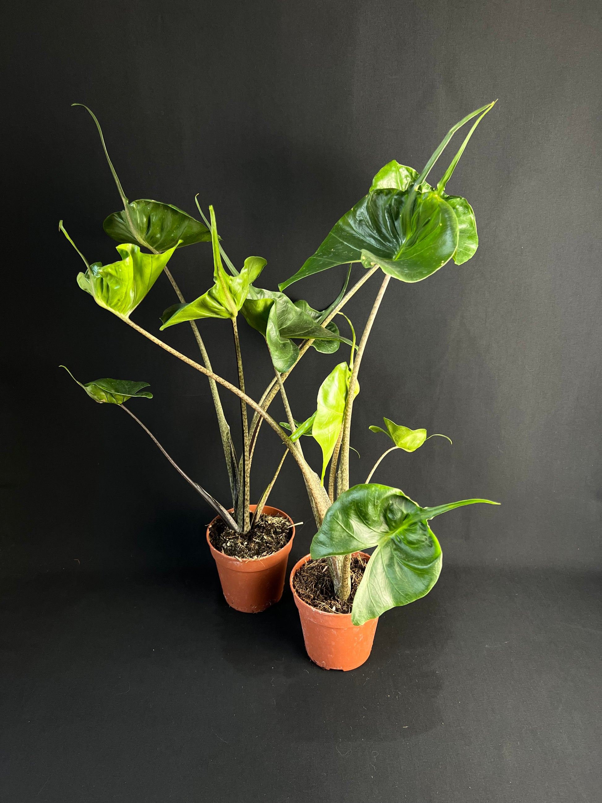 Alocasia Macrorrhizos 'Stingray' #2