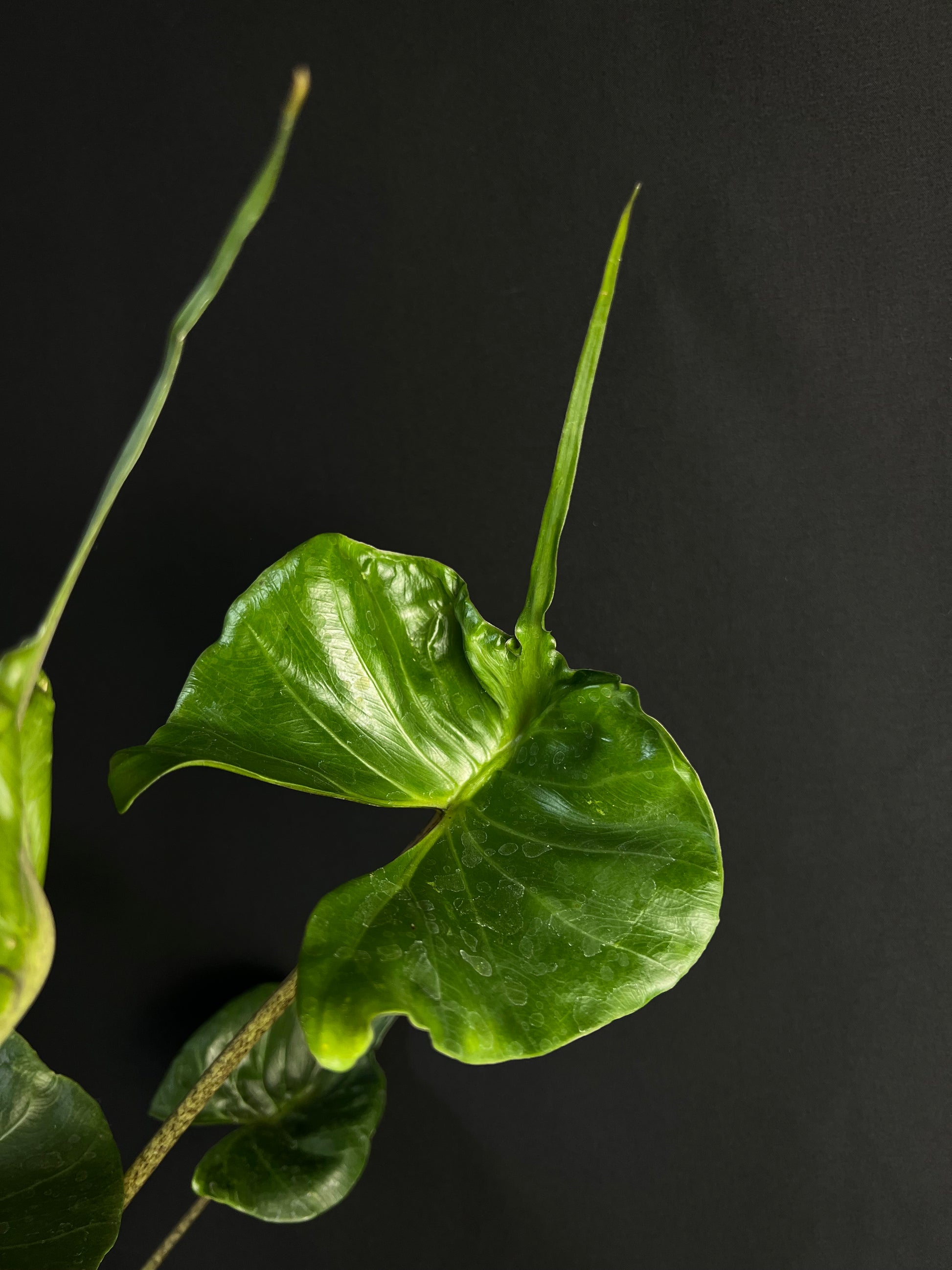 Alocasia Macrorrhizos 'Stingray' #2