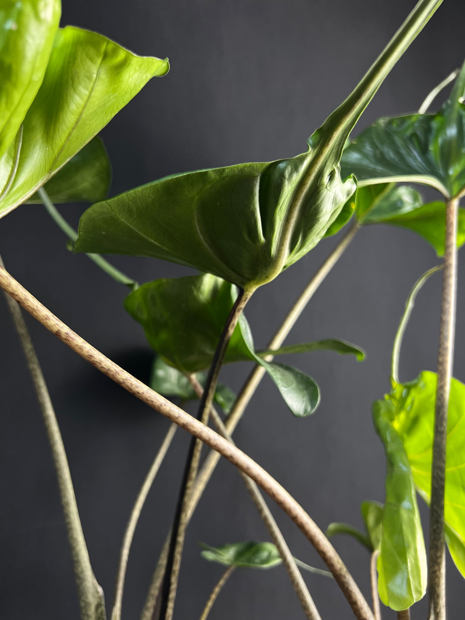 Alocasia Macrorrhizos 'Stingray' #2