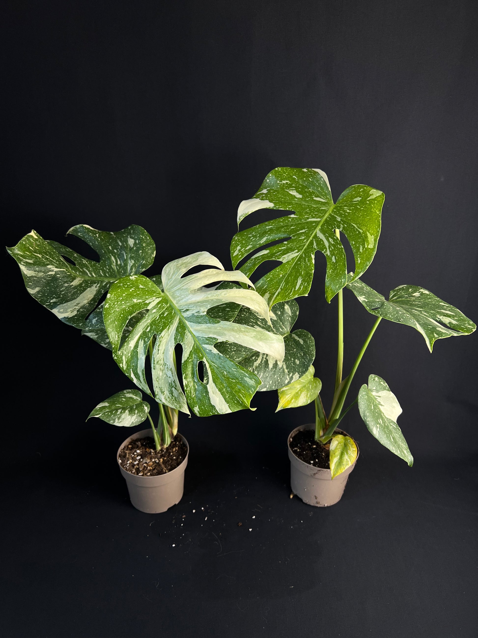 Monstera Thai Constellation