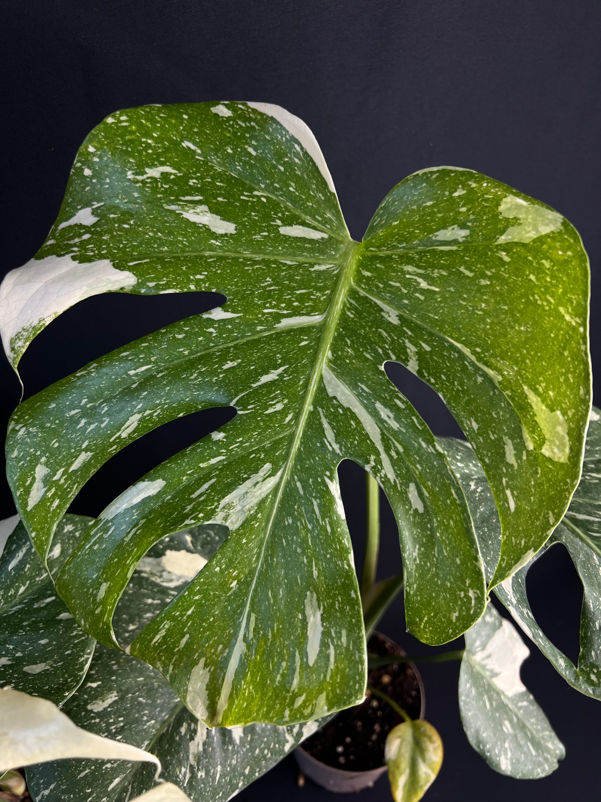 Monstera Thai Constellation