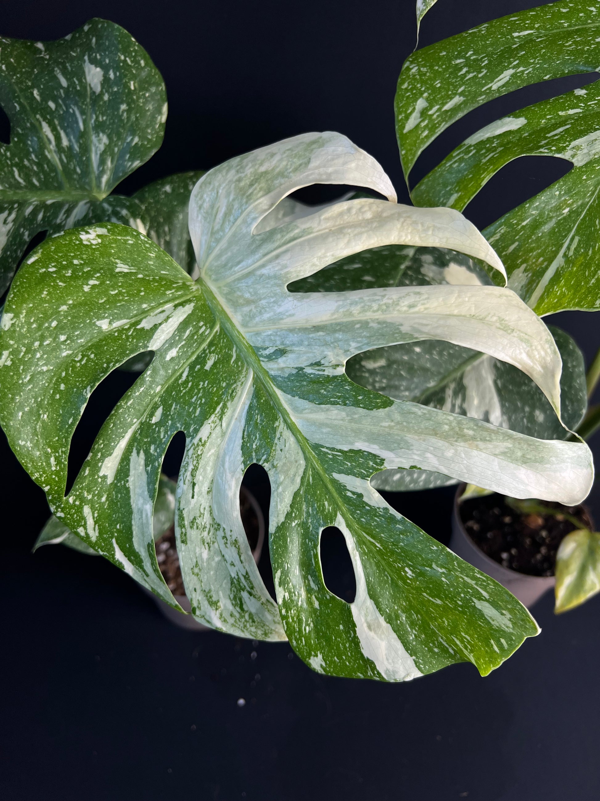 Monstera Thai Constellation