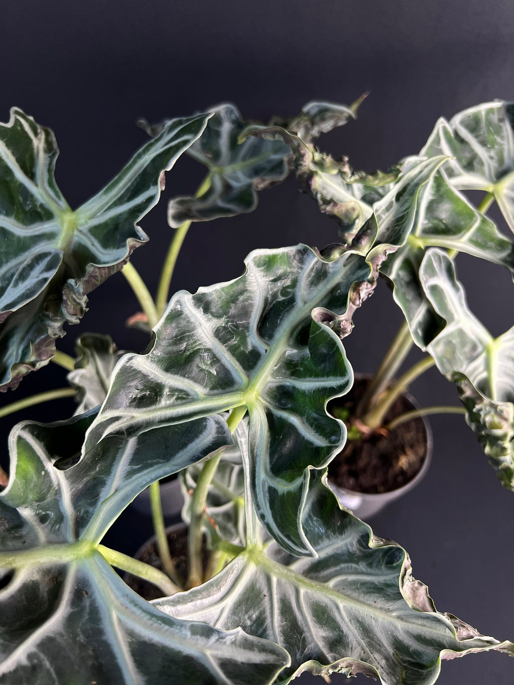 Alocasia 'Loco' #2