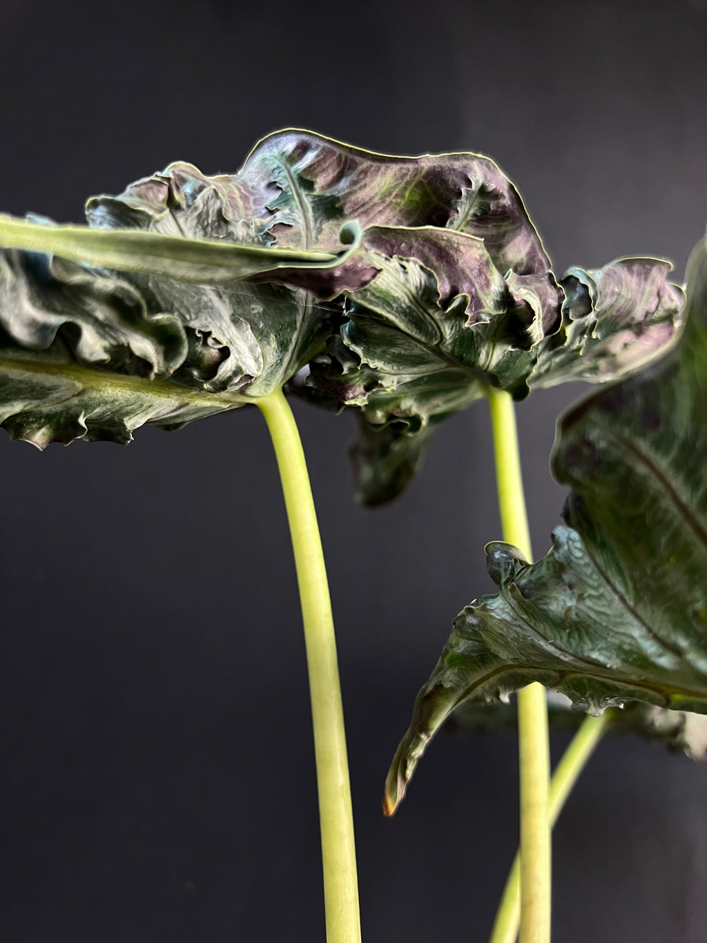 Alocasia 'Loco' #2