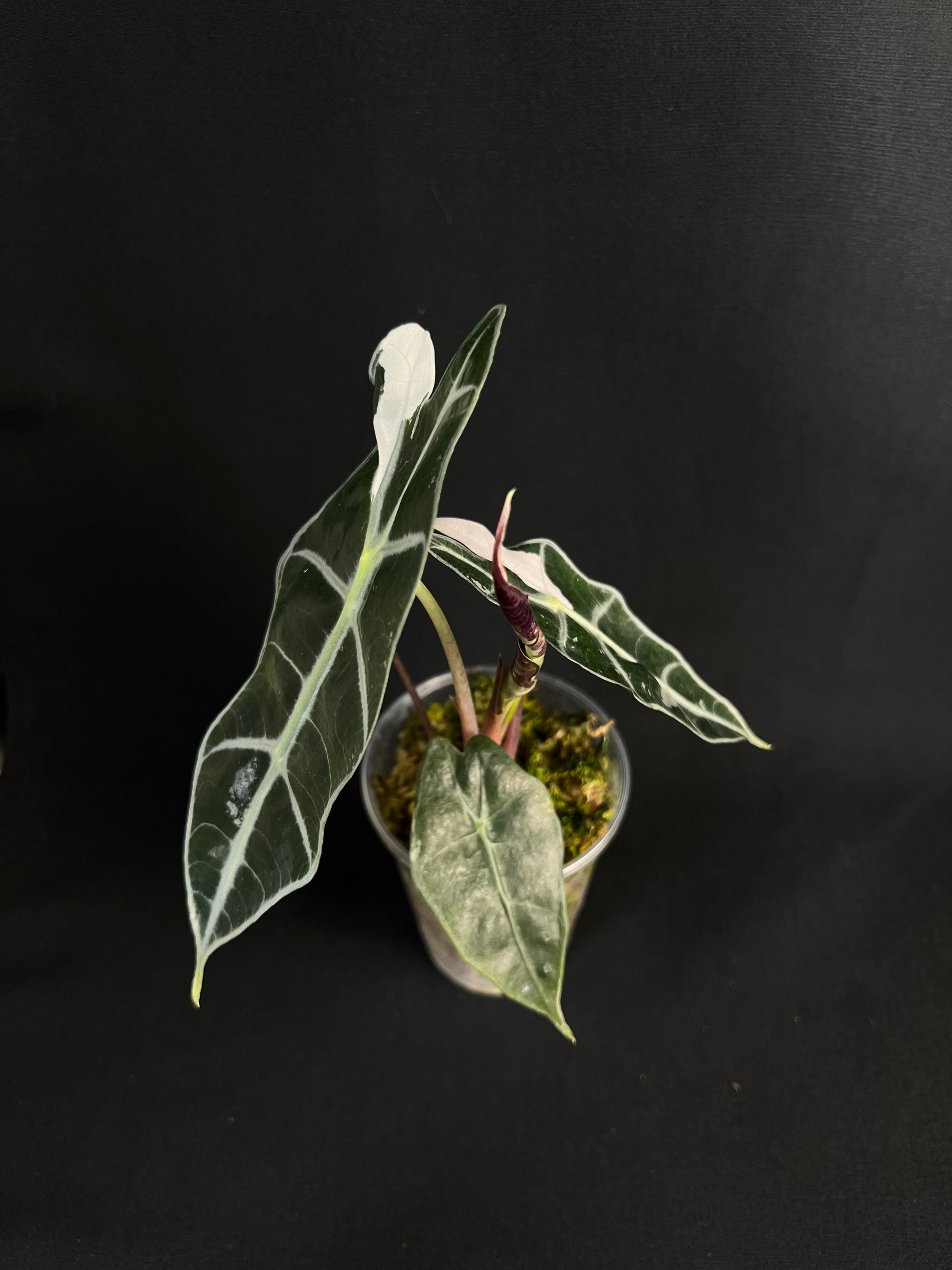 Alocasia 'Amazonica' Variegata #3