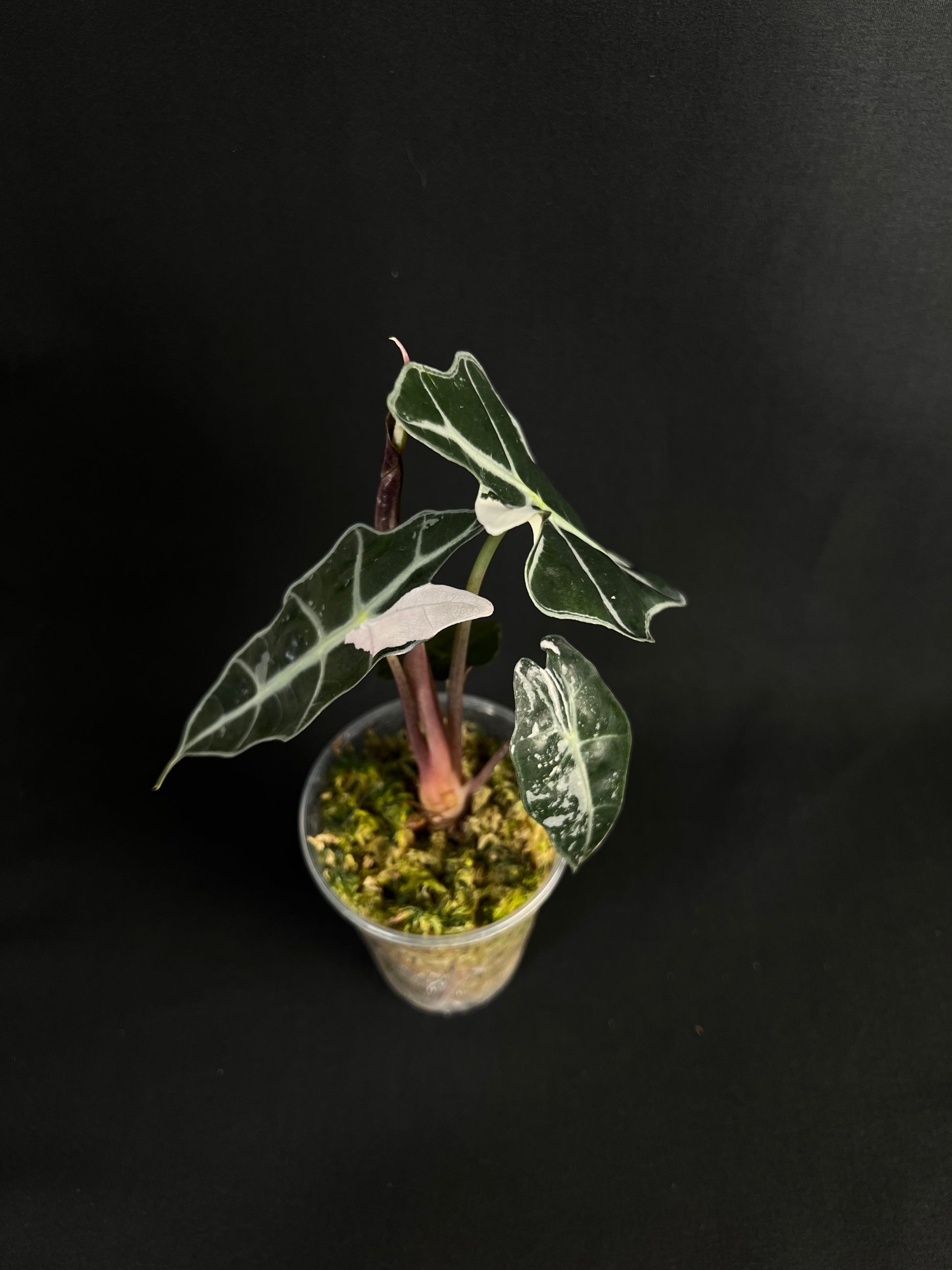 Alocasia 'Amazonica' Variegata #3